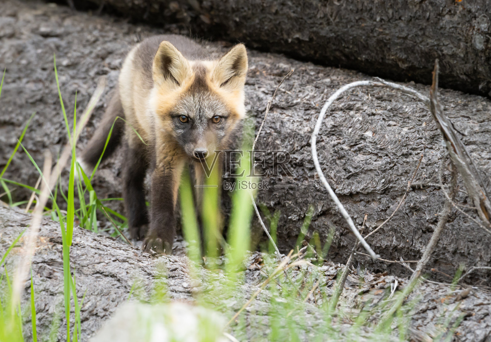 交叉福克斯工具包照片摄影图片