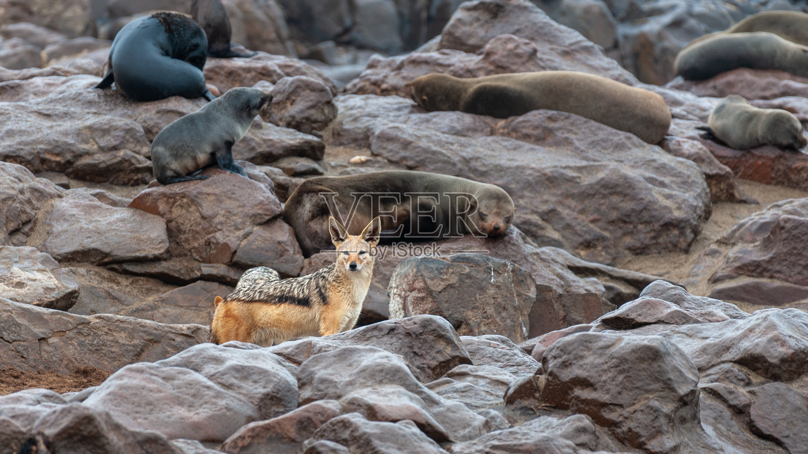 骷髅海岸的海豹群照片摄影图片