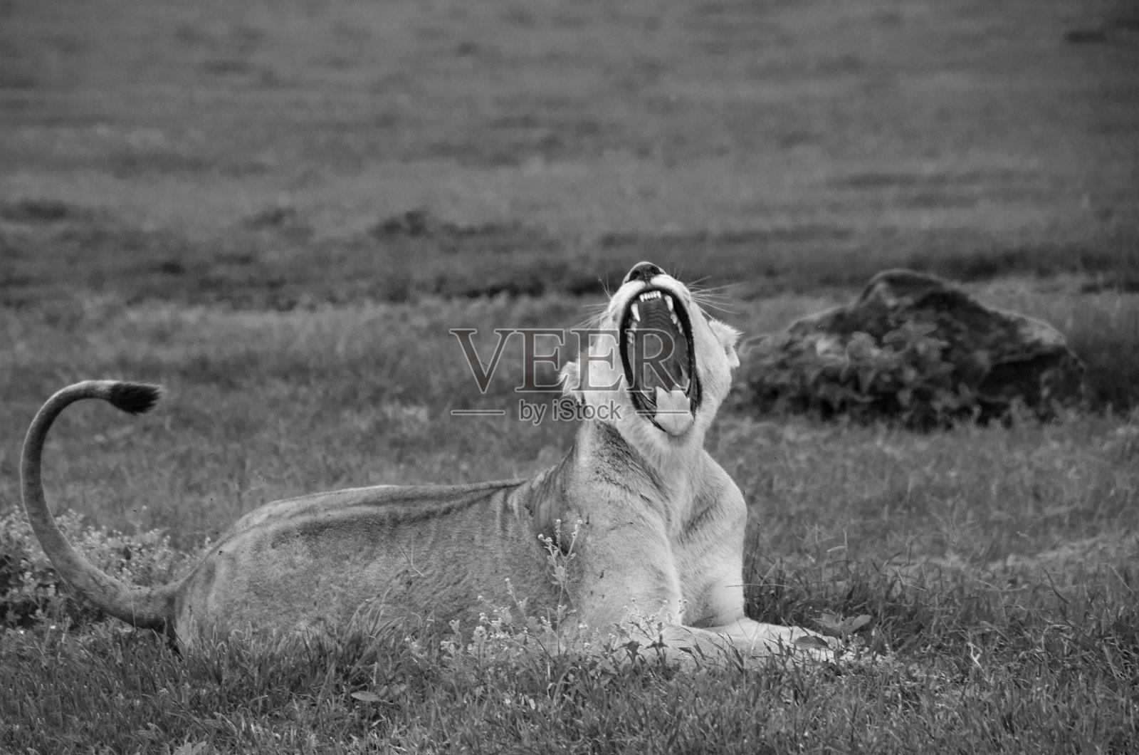 的咆哮照片摄影图片