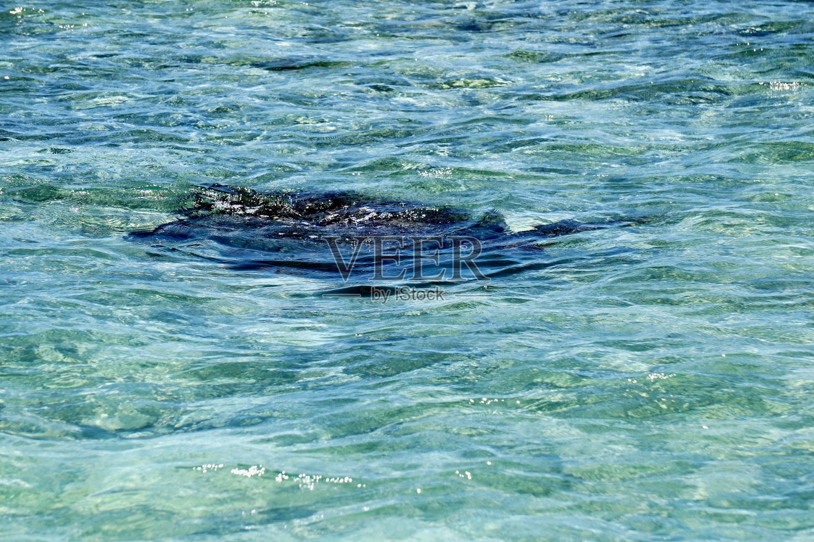 昆士兰，南大堡礁，半熟的红海龟，嬉皮士蓝，金字塔白水照片摄影图片