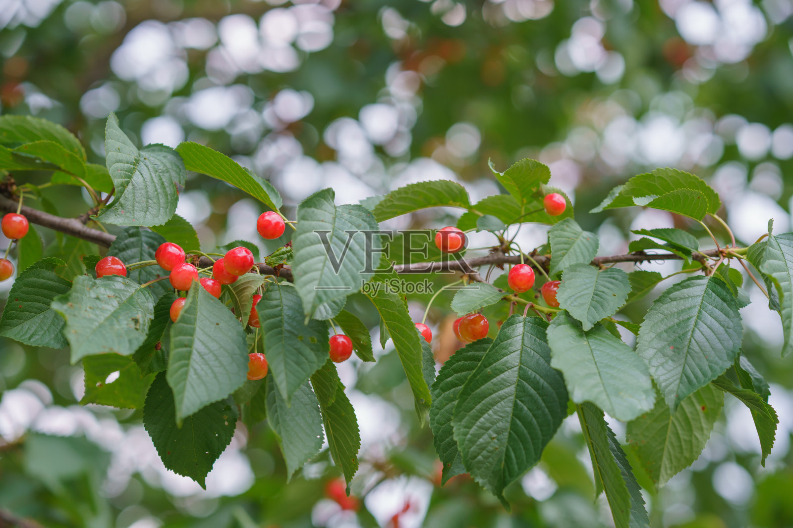 红色的樱桃挂在樱桃树枝上，背景柔和照片摄影图片