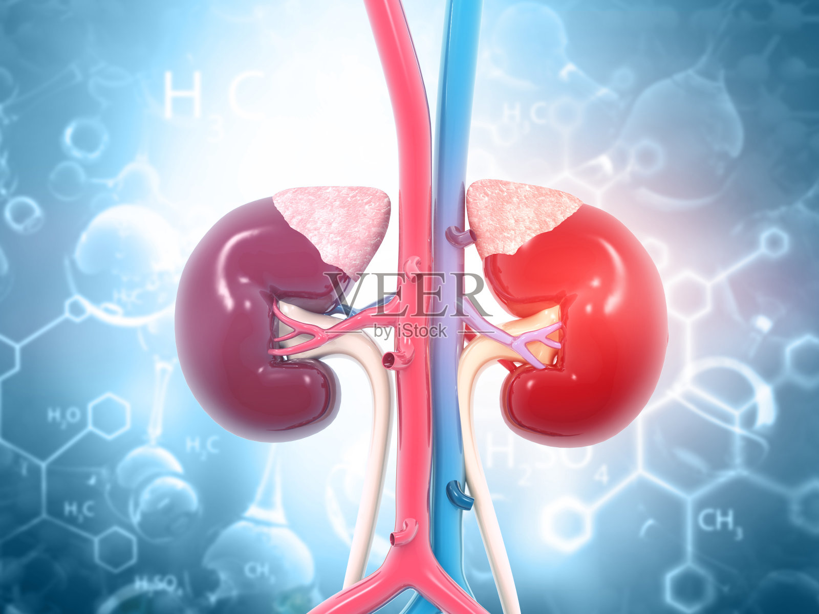 人类肾脏解剖照片摄影图片