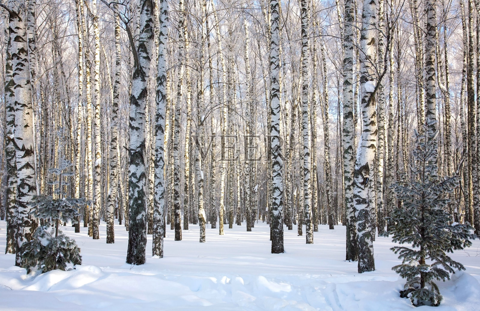 冬日的白桦林在阳光明媚的天气下映衬着蔚蓝的天空照片摄影图片
