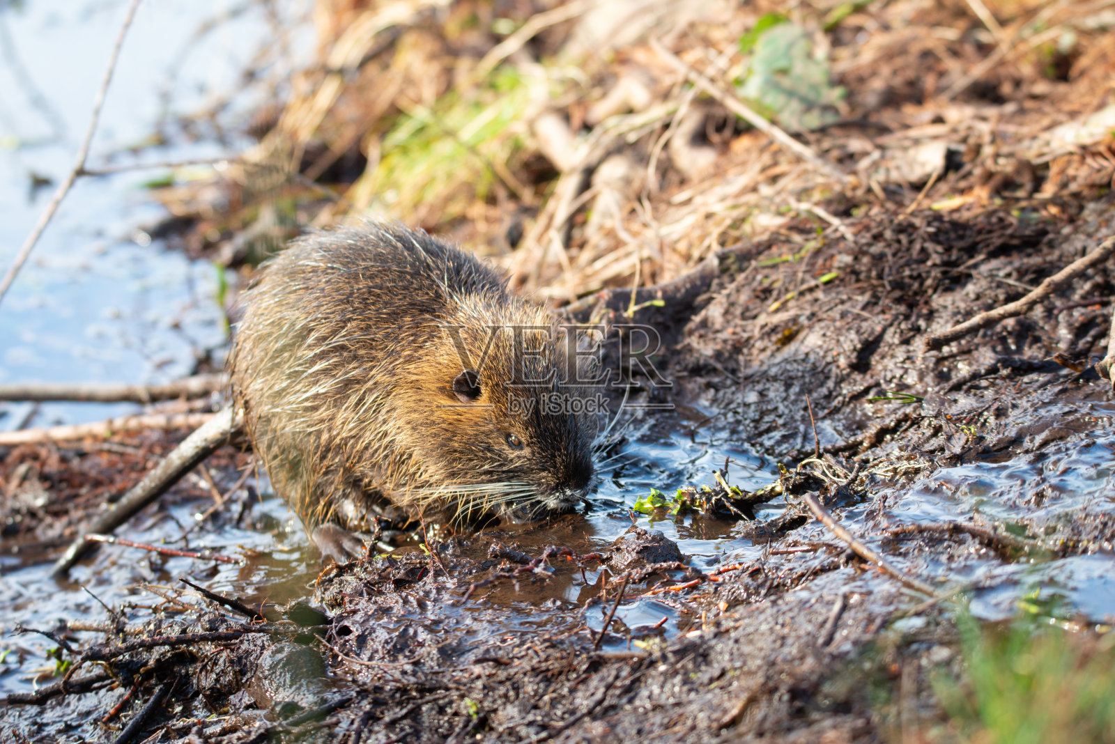 海狸鼠，河狸鼠，食草，半水生啮齿类动物，肌科的成员，在河床，幼小动物，栖息湿地，河鼠照片摄影图片