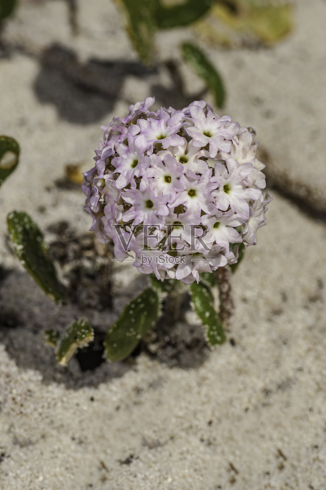 伞形花，粉沙马鞭草，是一种开花多年生植物原产于美国西部。其他常见的名字包括海滩沙滩马鞭草和紫色沙滩马鞭草。加州蒙特利县的阿西洛玛州立海滩。紫茉莉科。照片摄影图片