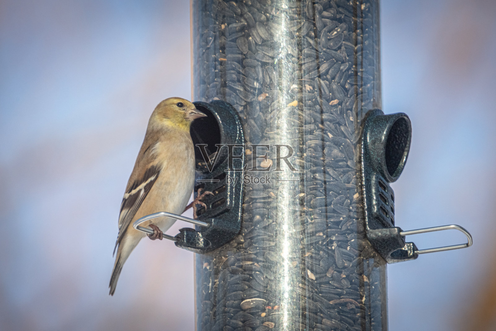 冬天在马槽里的黄金盏花，(Spinus tristis)，冬天的美国金雀花，鸟喂食器，金盏花洋基冬天。照片摄影图片