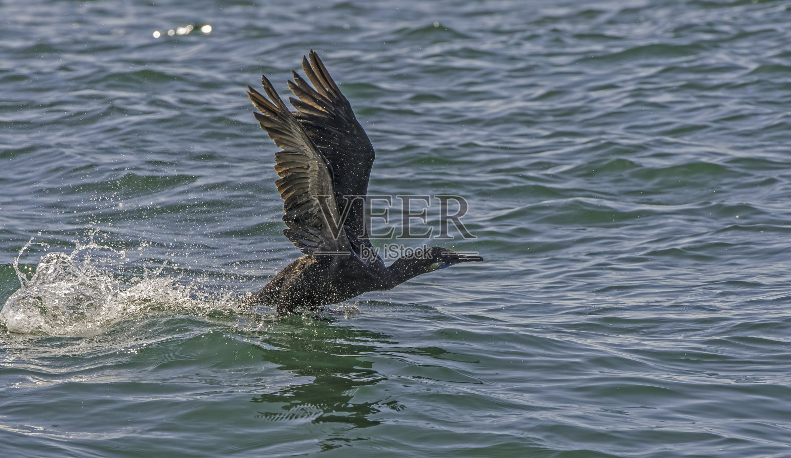 勃兰特氏鸬鹚(Urile penicillatus)是一种严格意义上的鸬鹚家族海鸟，栖息在北美太平洋海岸。加州蒙特雷湾。飞行。照片摄影图片