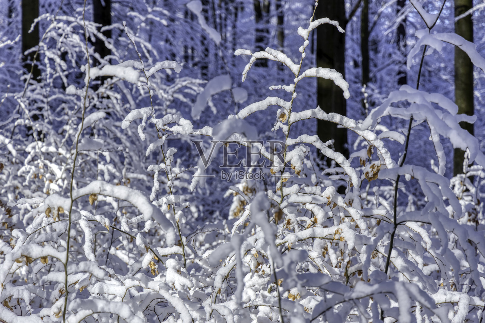 美丽的冬季雪景照片摄影图片