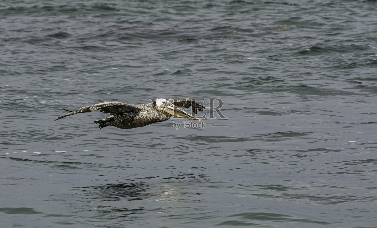 褐鹈鹕(西鹈鹕)是鹈鹕科的一种鸟。加州蒙特雷湾。飞行。照片摄影图片