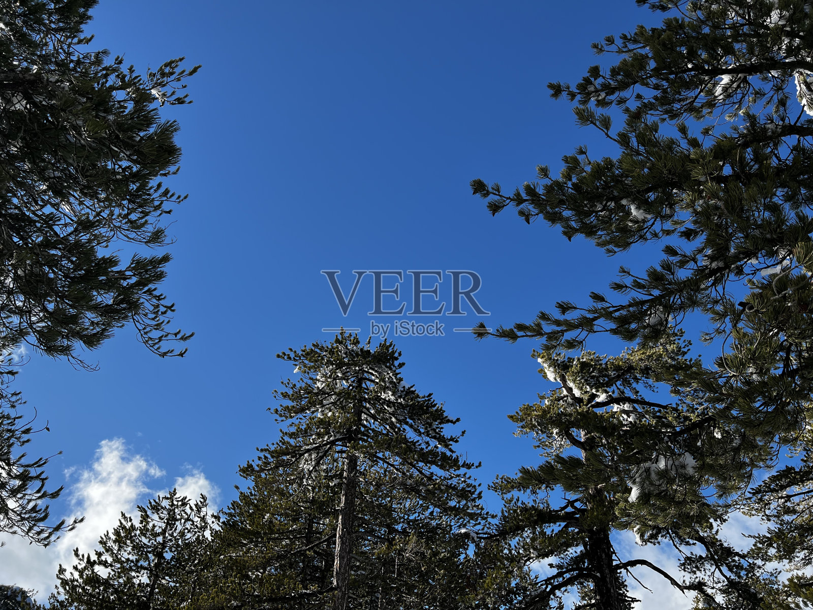 冬季森林风景照片摄影图片