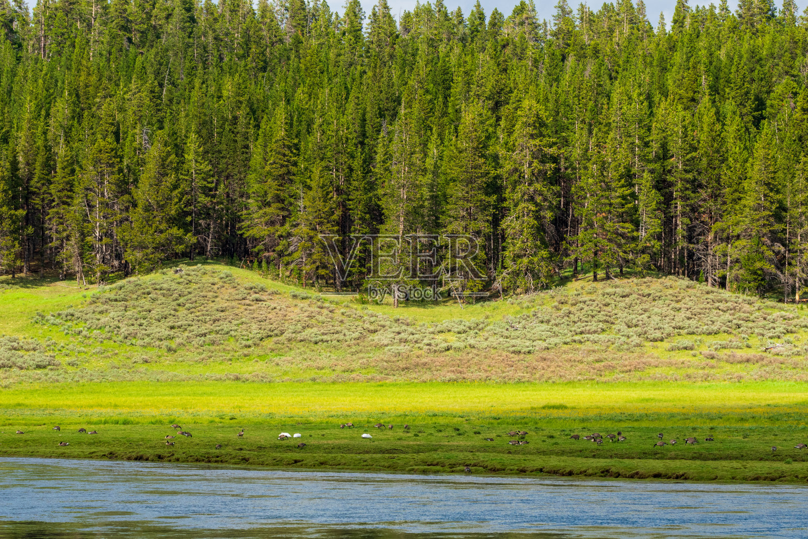 海登谷的鸟照片摄影图片