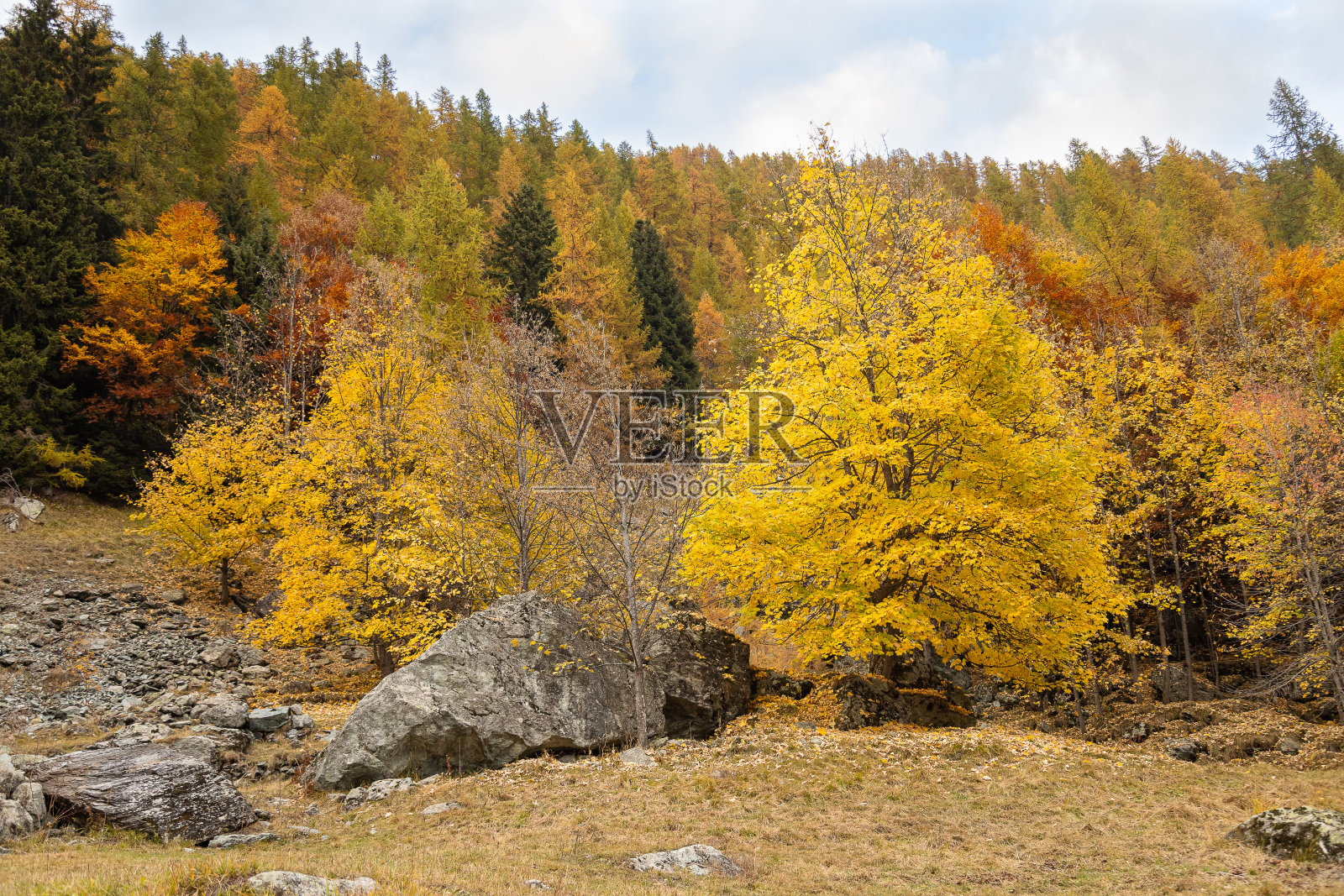 秋天的树叶。照片摄影图片