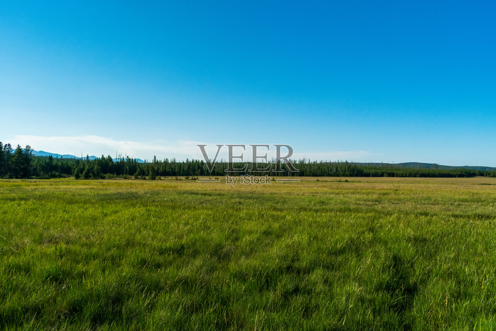 黄石国家公园的草地照片摄影图片