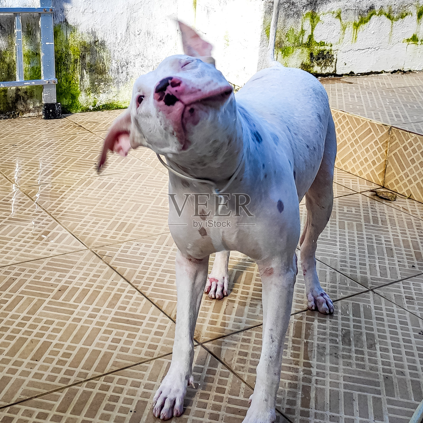 沐浴后的年轻的阿拉贡人照片摄影图片