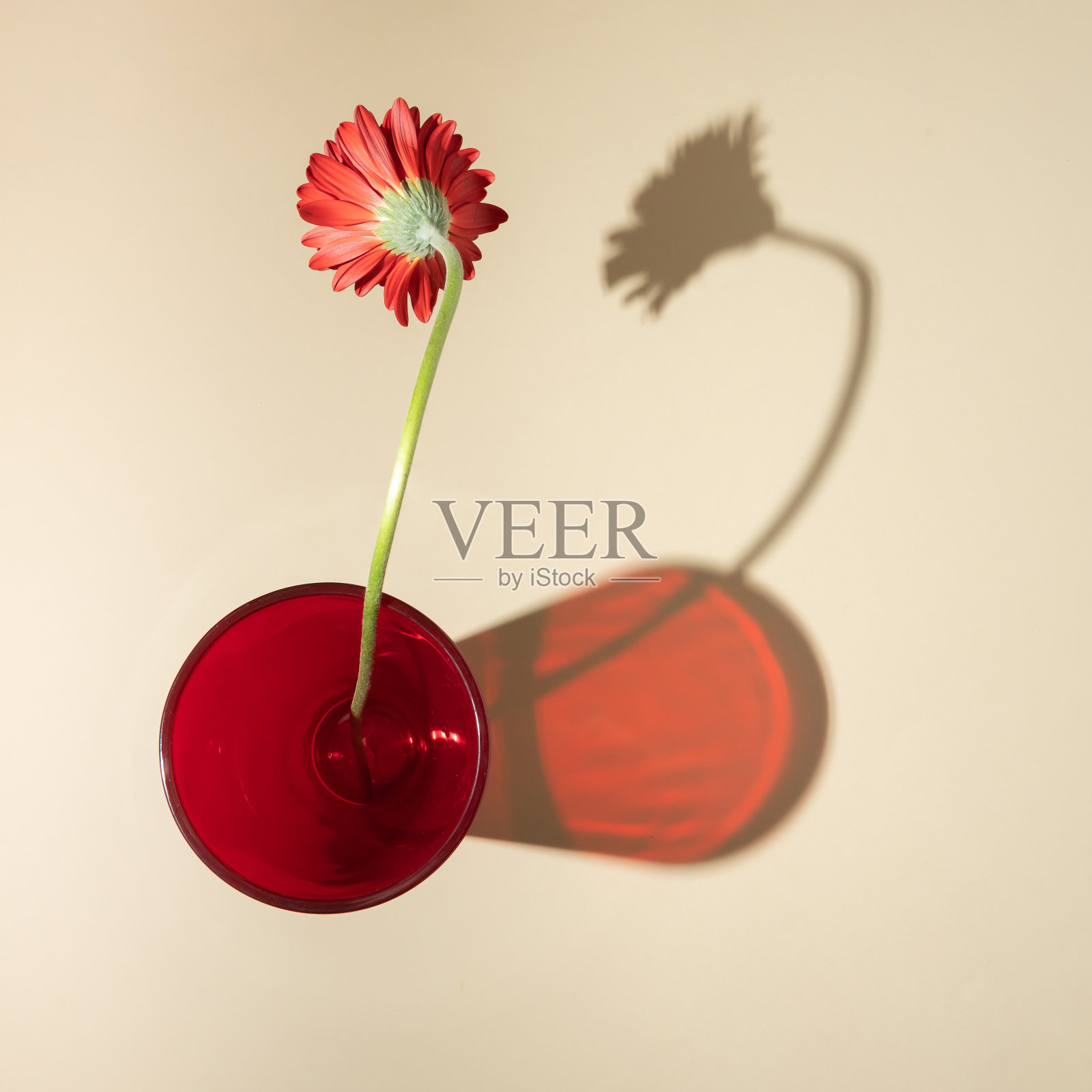 红色的非洲菊在一个红色的花瓶在一个柔和的米色背景。照片摄影图片