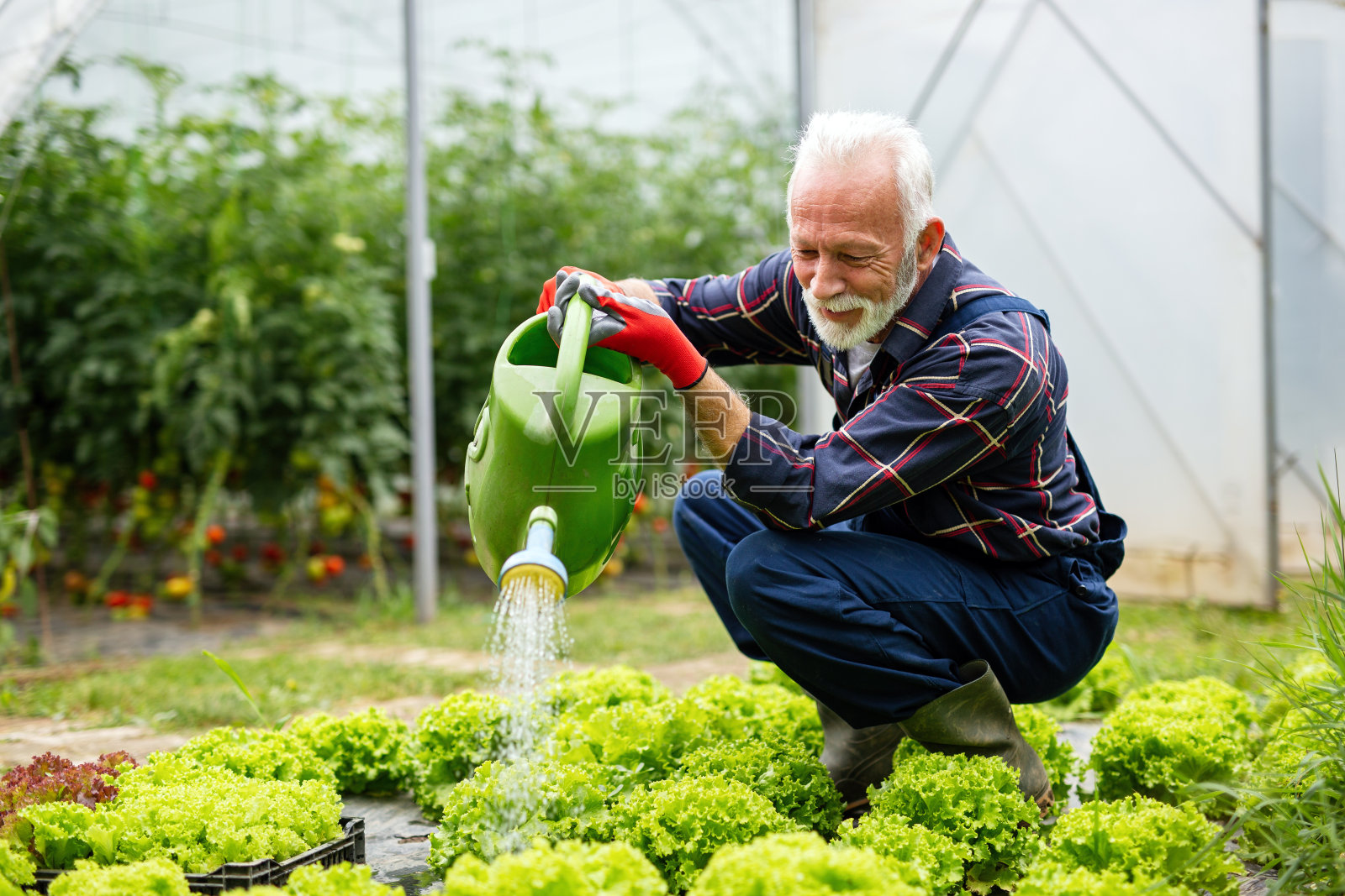 在温室里开心微笑的老男人。人们有机食品的概念照片摄影图片