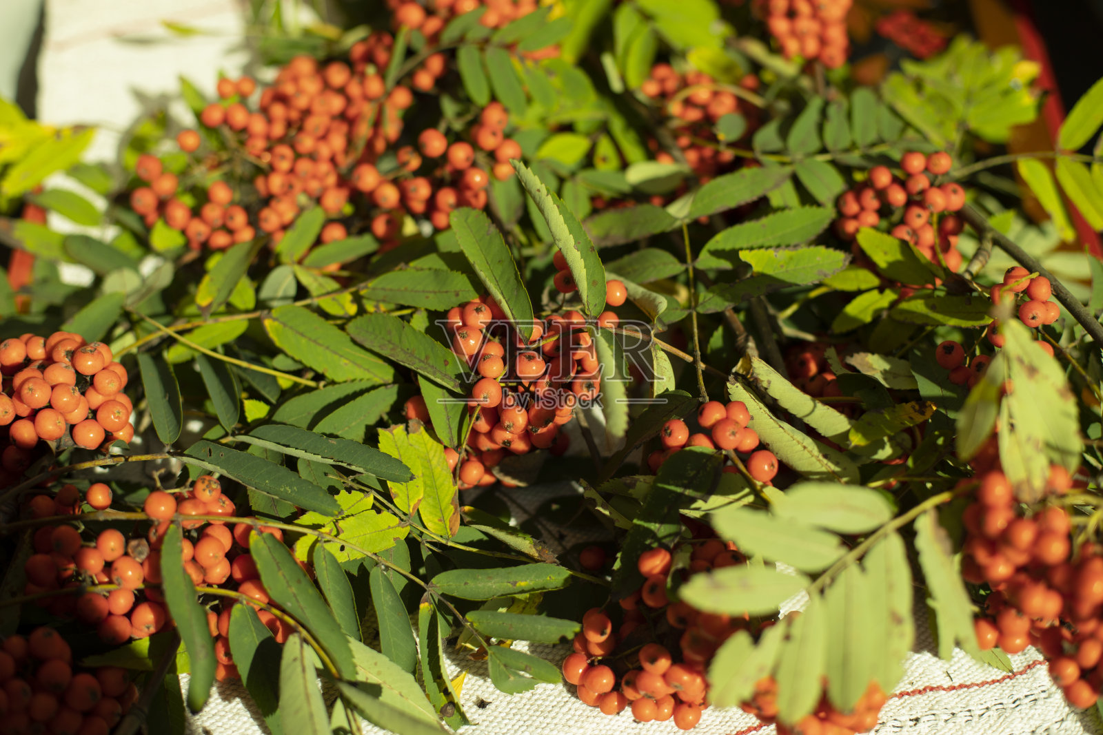 桌布上的花楸。秋天成熟的浆果。照片摄影图片