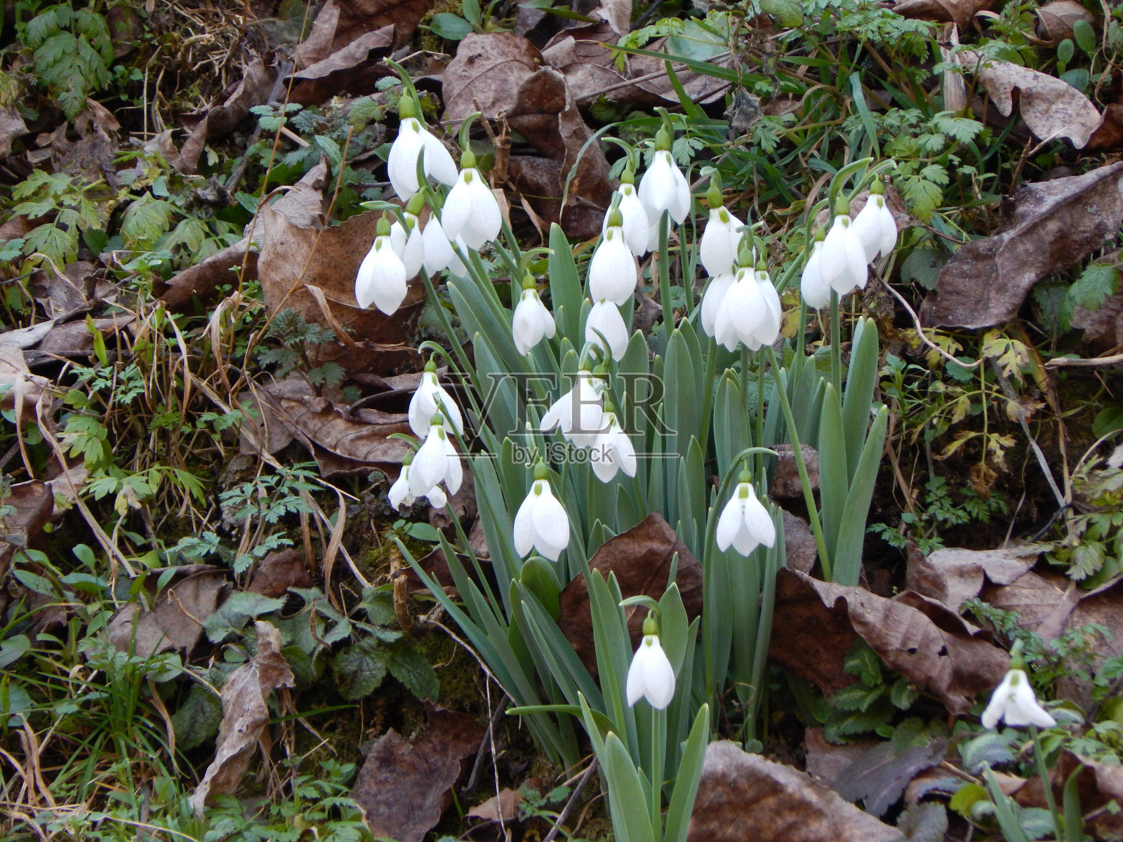 森林里的雪花莲照片摄影图片