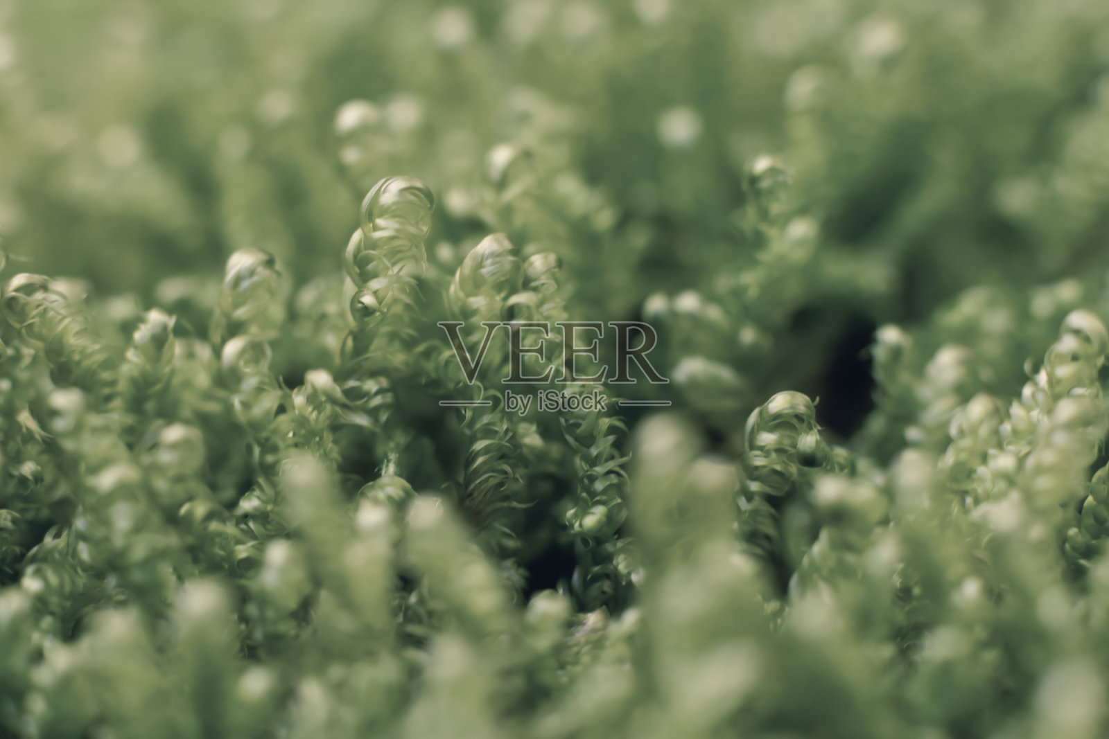 调色照片与茂盛的叶子卷曲的植物宏观摄影。绿色图片过滤器。照片摄影图片