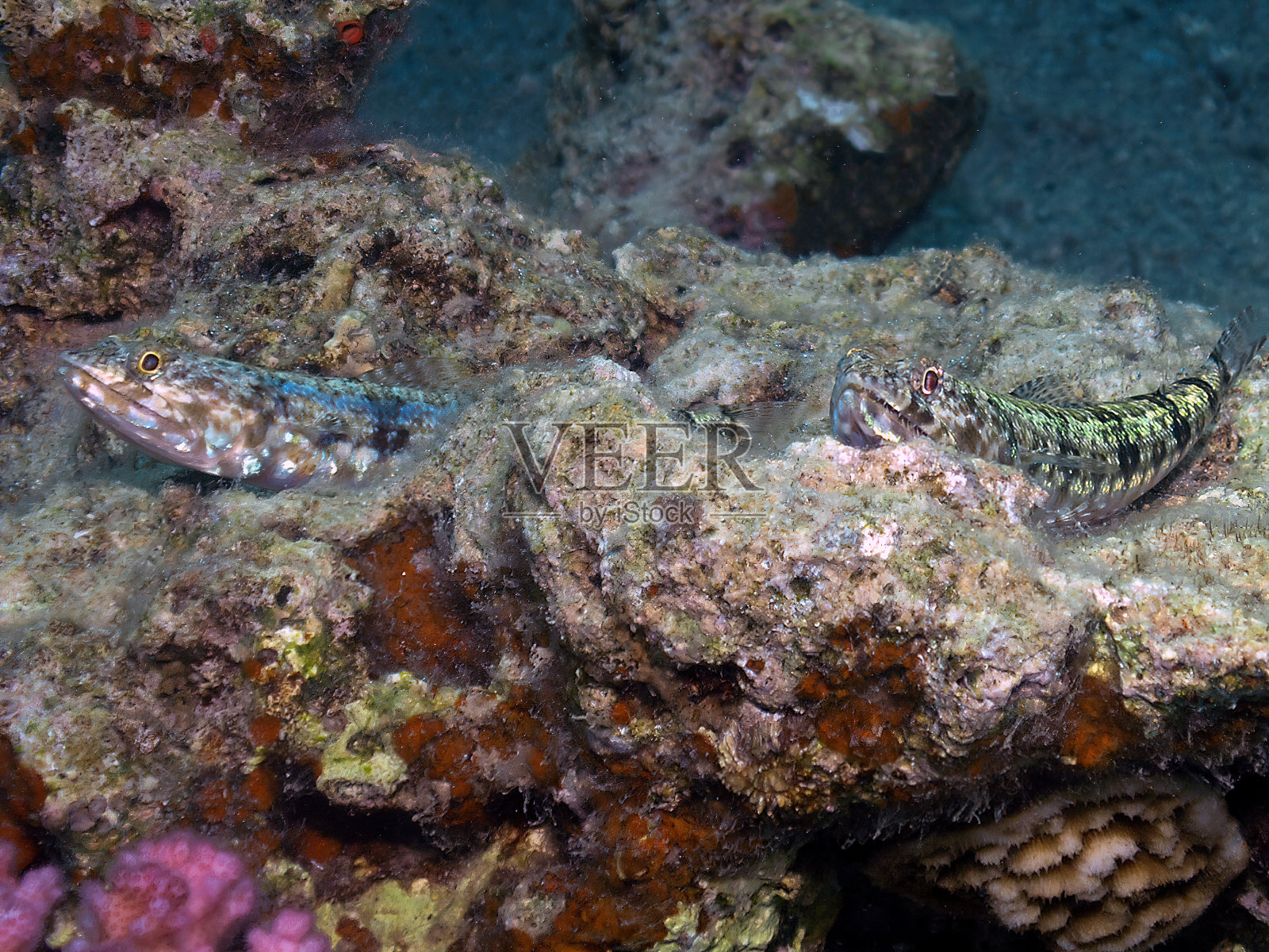 红海中的杂色狗母鱼（Synodus variegatus），埃及照片摄影图片