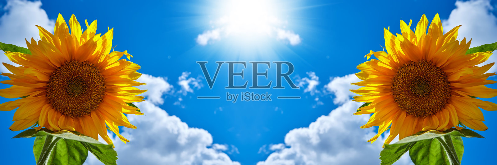 横幅夏日蓝天白云向日葵为设计网站。广告向日葵油。蓝色天空背景上的向日葵全景图。照片摄影图片