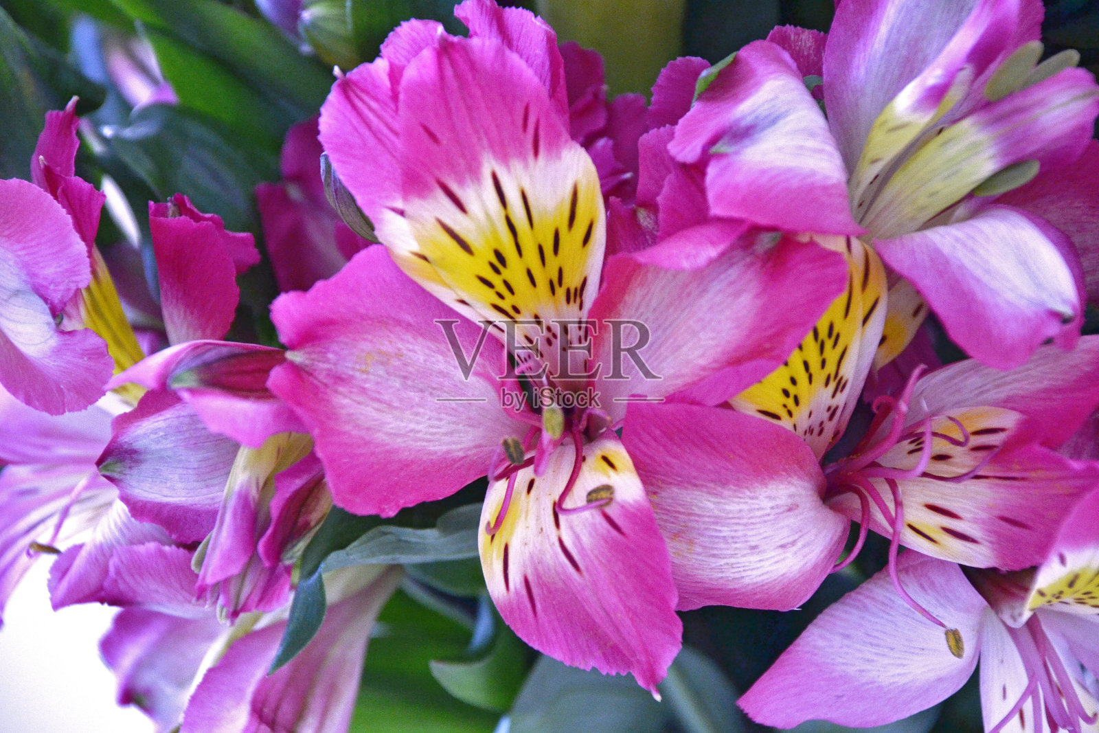 Alsltromeria花照片摄影图片