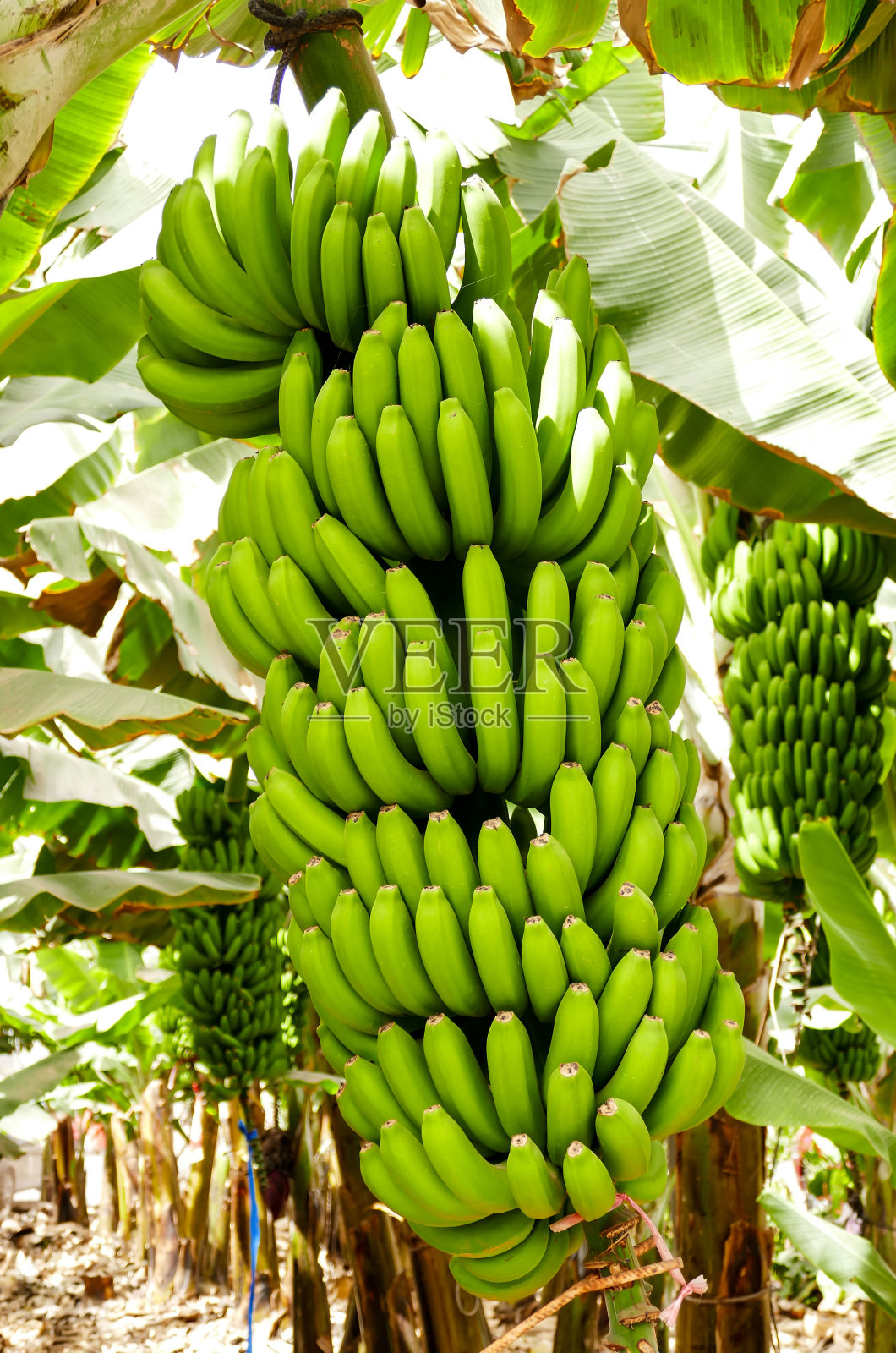 加纳利群岛特内里费香蕉种植园照片摄影图片