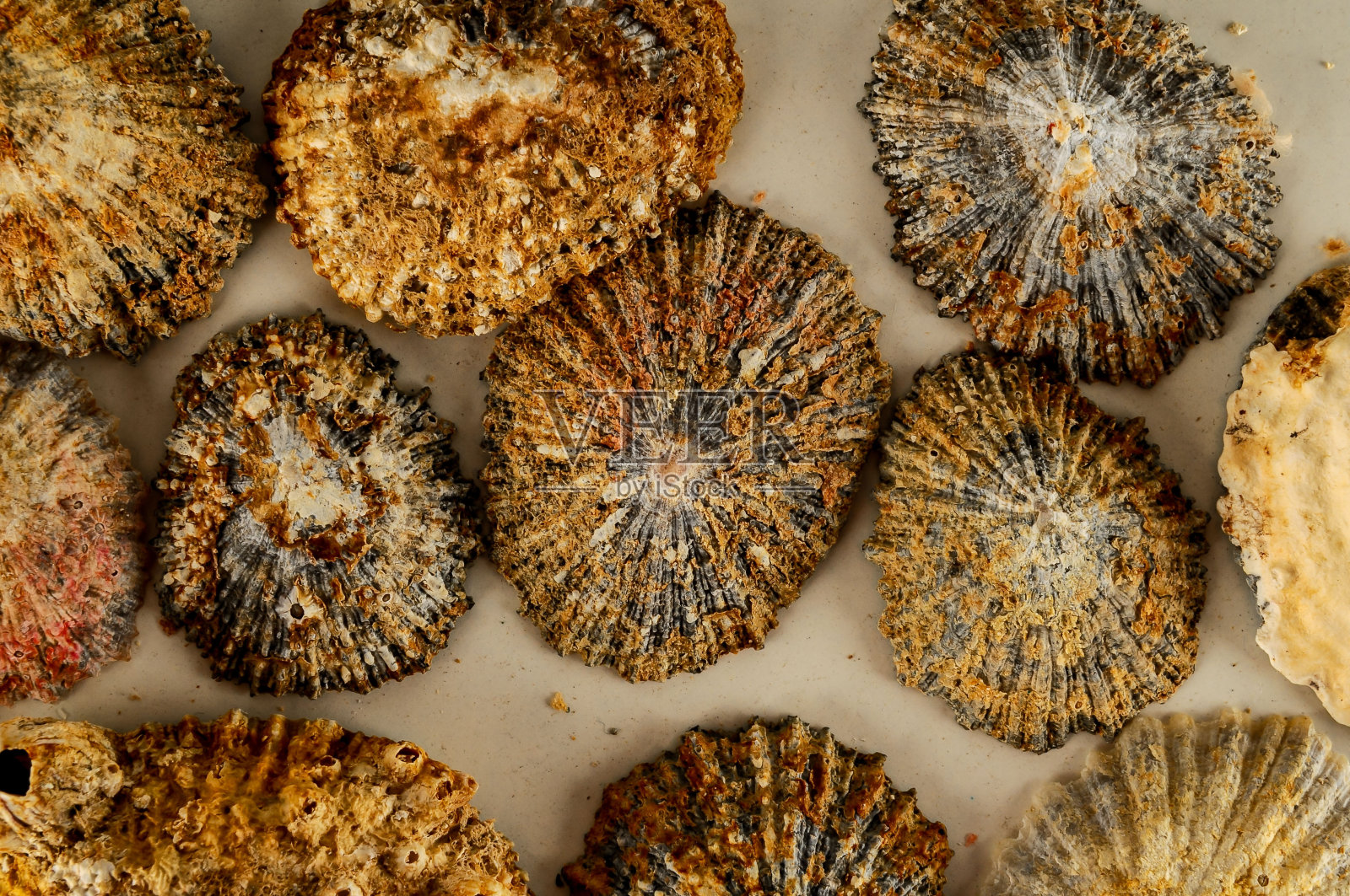 海贝背景纹理照片摄影图片