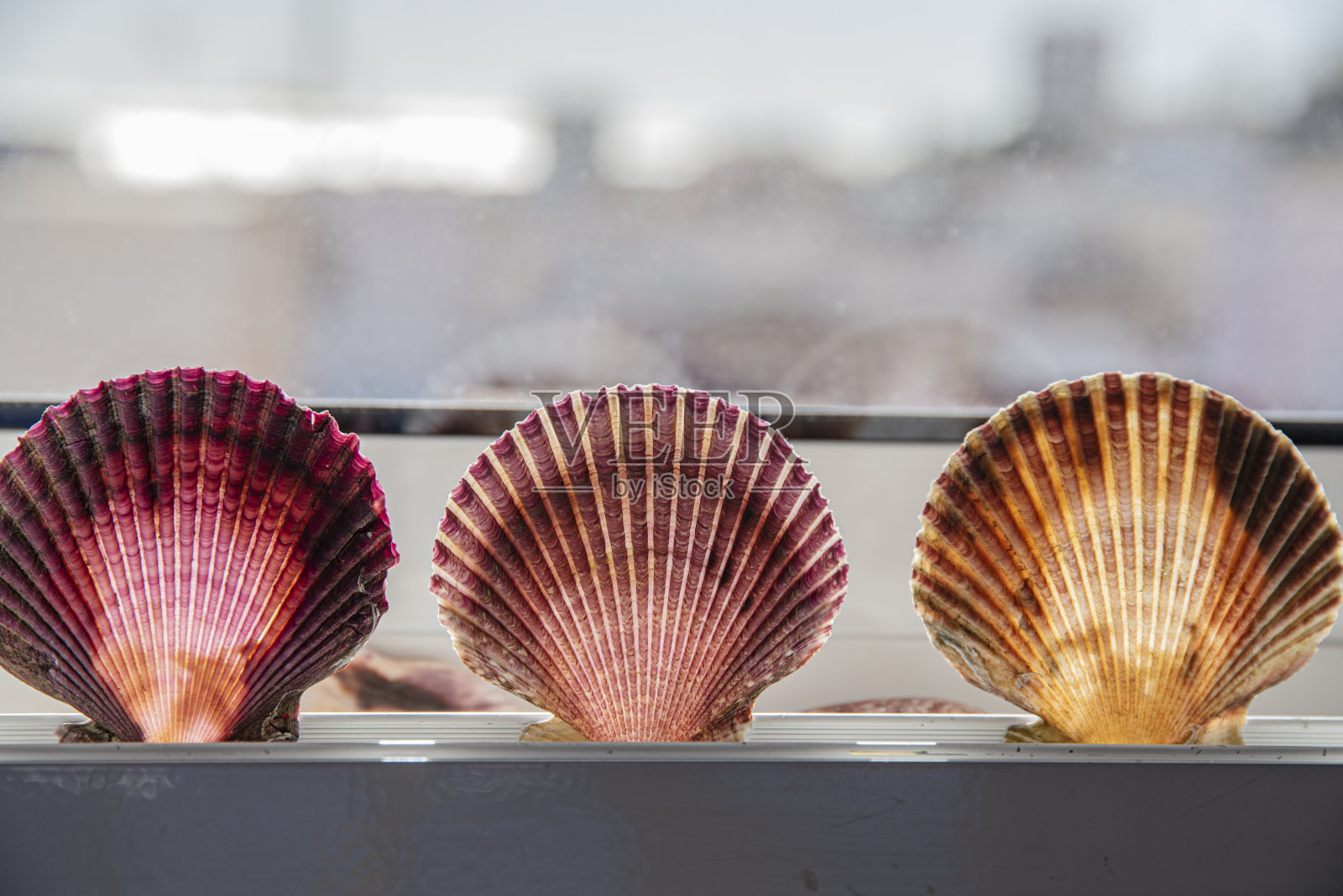 在色彩明亮的背景上用贝壳制作的装饰品，具有装饰功能照片摄影图片
