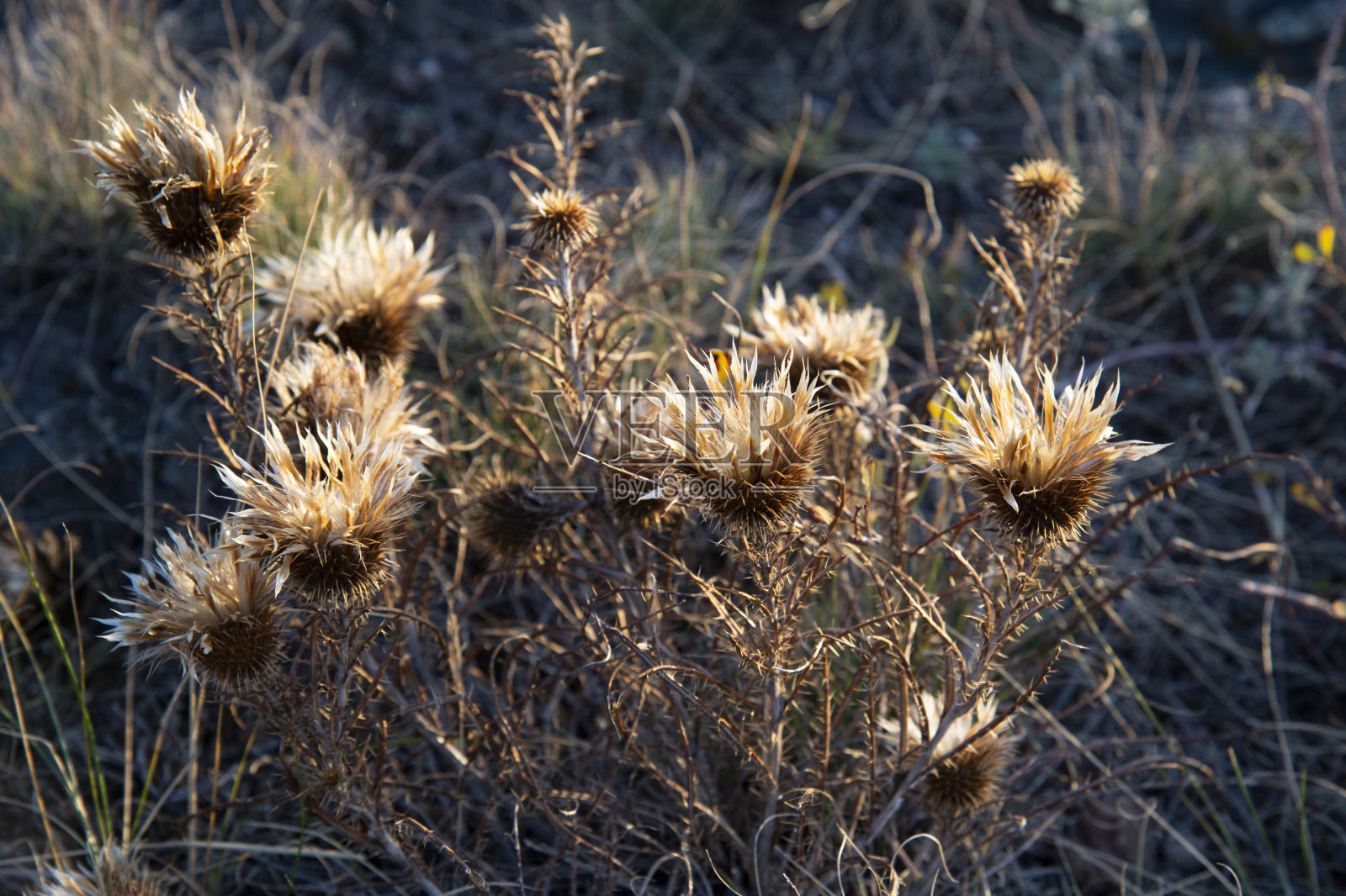 干燥的金色野花在田野的秋天特写。自然美的概念照片摄影图片