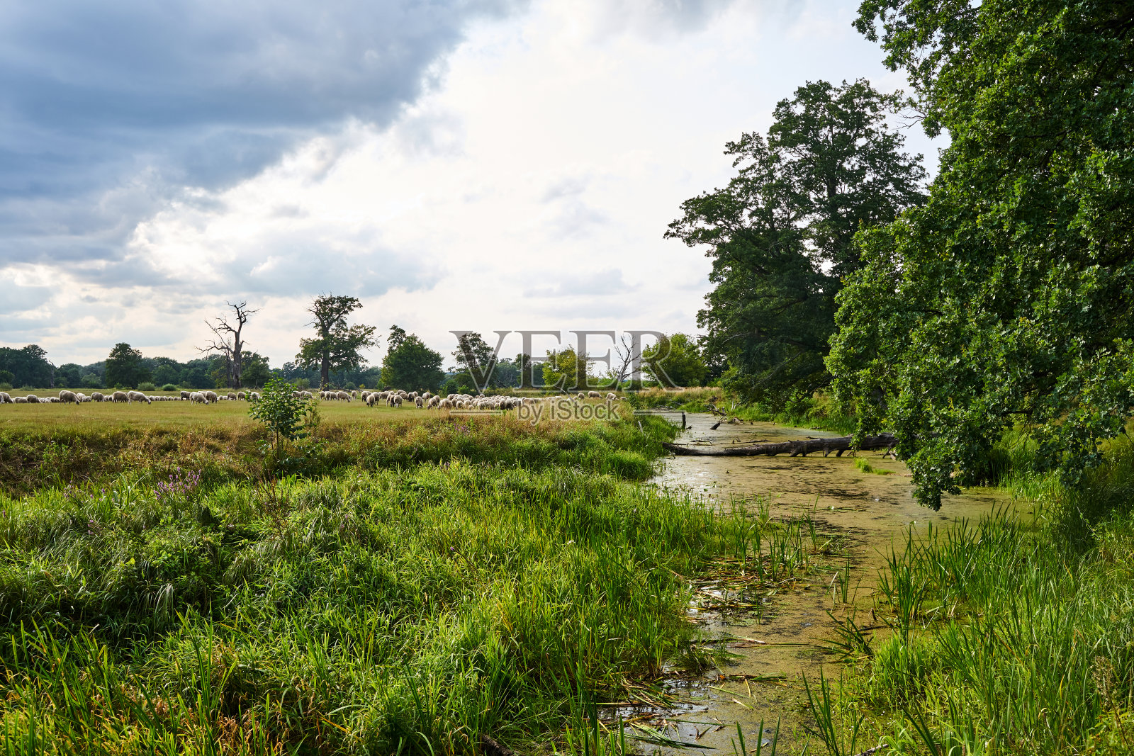 一群绵羊在瓦尔塔河回水区的草地上吃草照片摄影图片