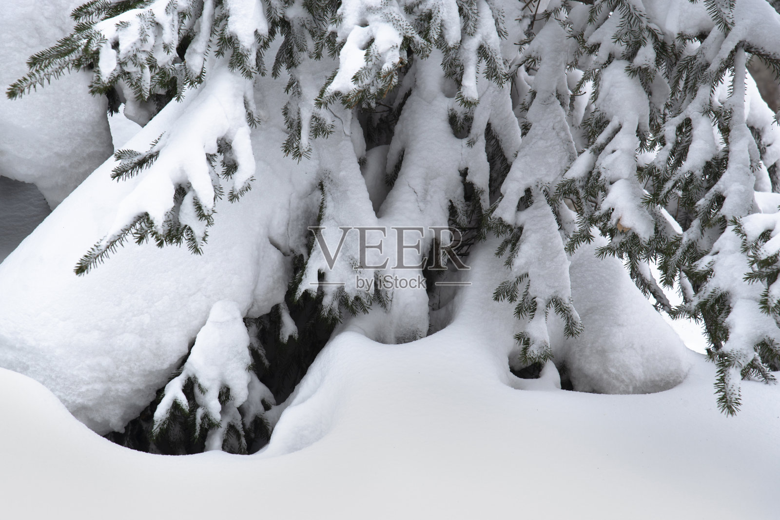 一棵绿色的圣诞树的大树枝在雪堆下。冬季自然背景照片摄影图片