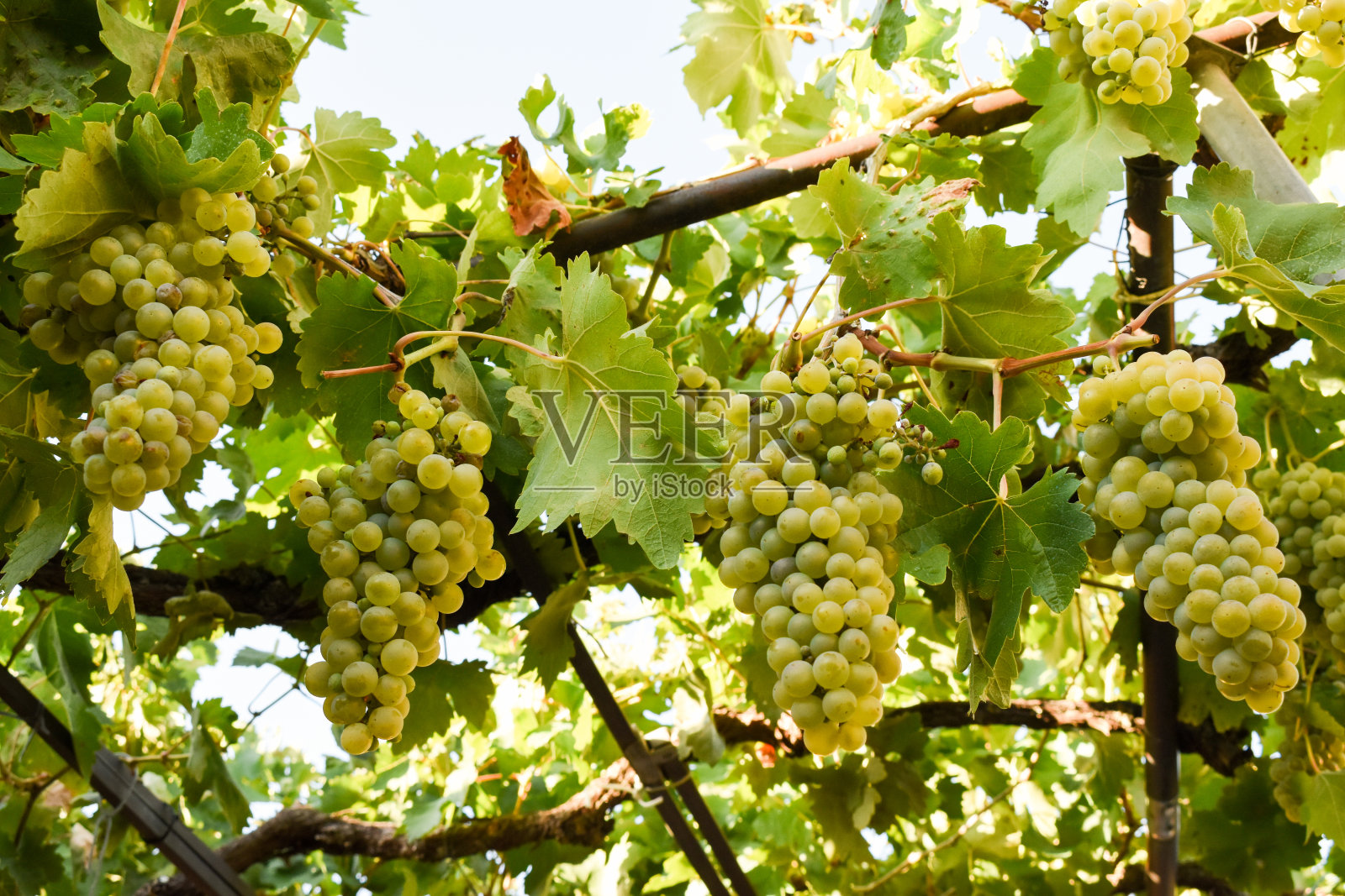 葡萄园中的白葡萄照片摄影图片