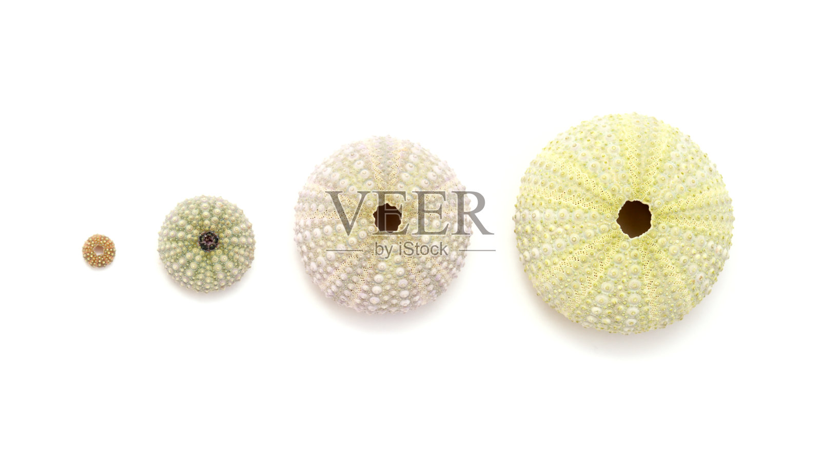 大加那利岛附近大西洋的动物群-副栉水母海胆的骨骼照片摄影图片