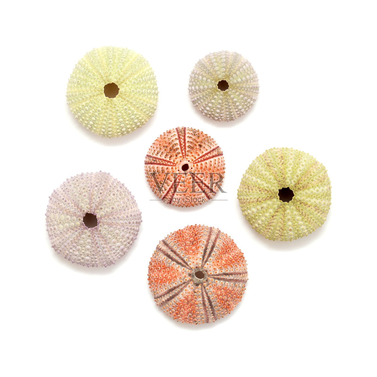 大加那利岛附近大西洋的动物群-副栉水母海胆的骨骼照片摄影图片