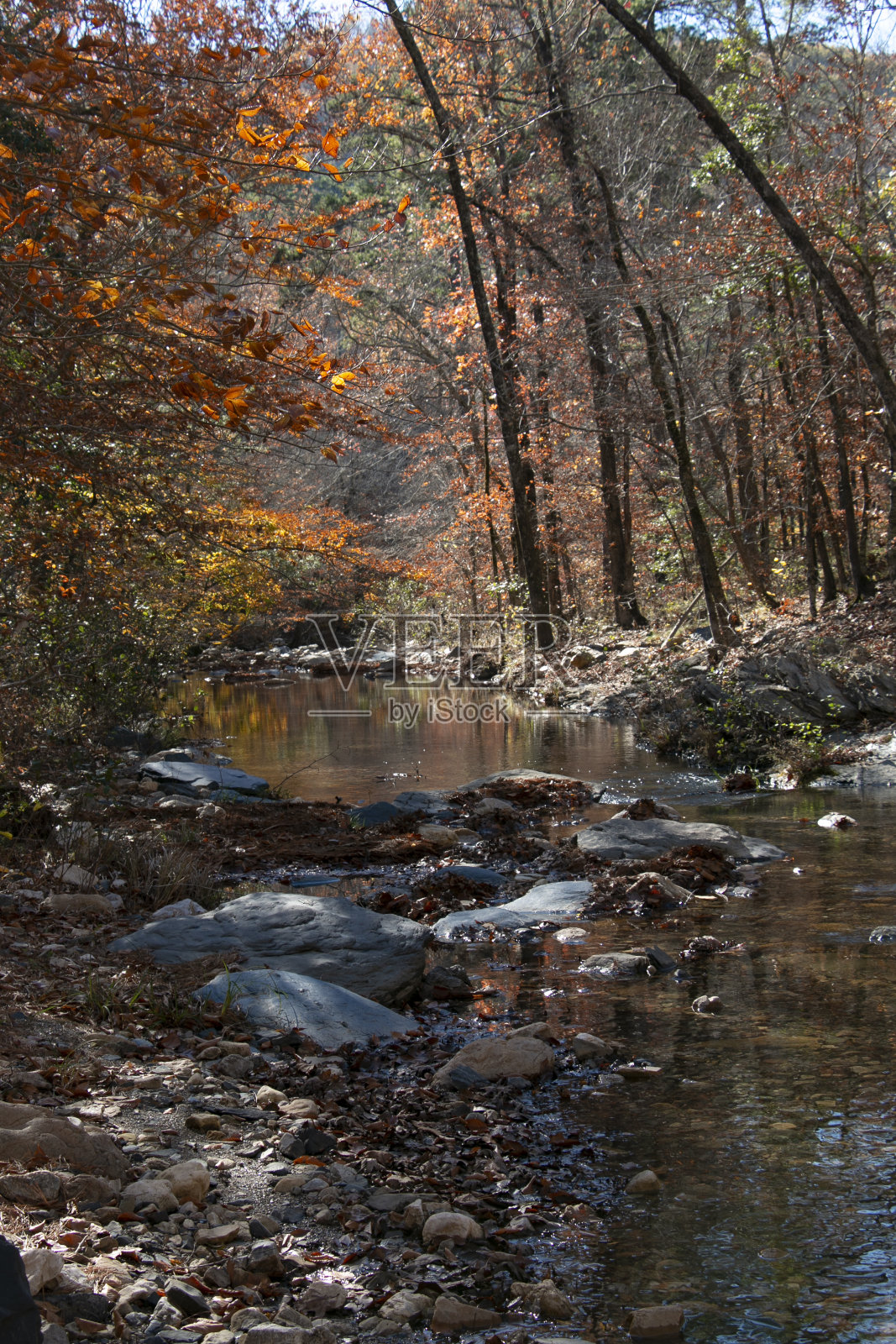 秋天森林里的树木照片摄影图片