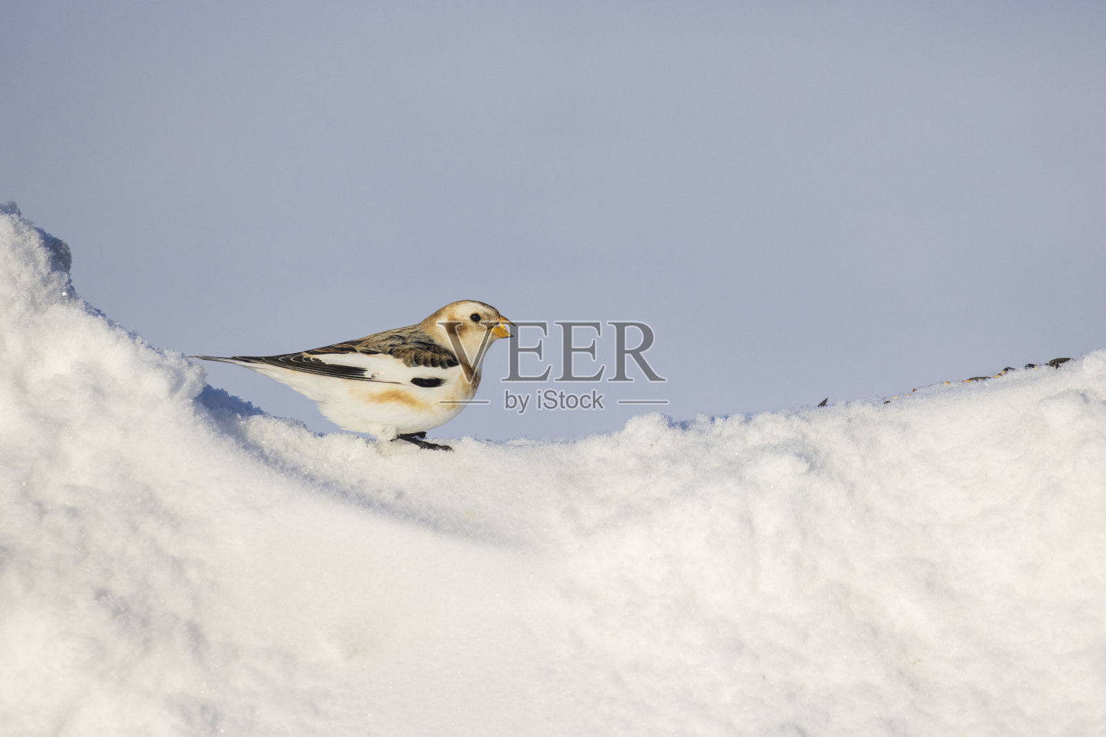 雪鸟照片摄影图片