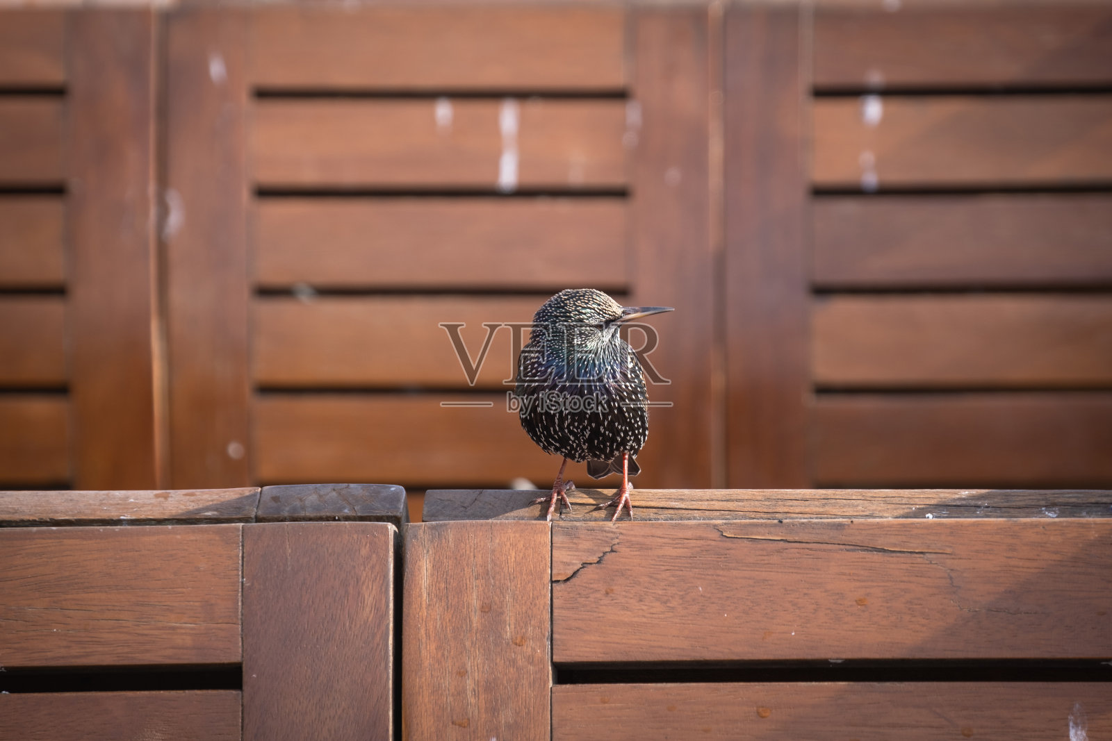 椋鸟坐在一张木凳上。鸟类的城市生活。照片摄影图片