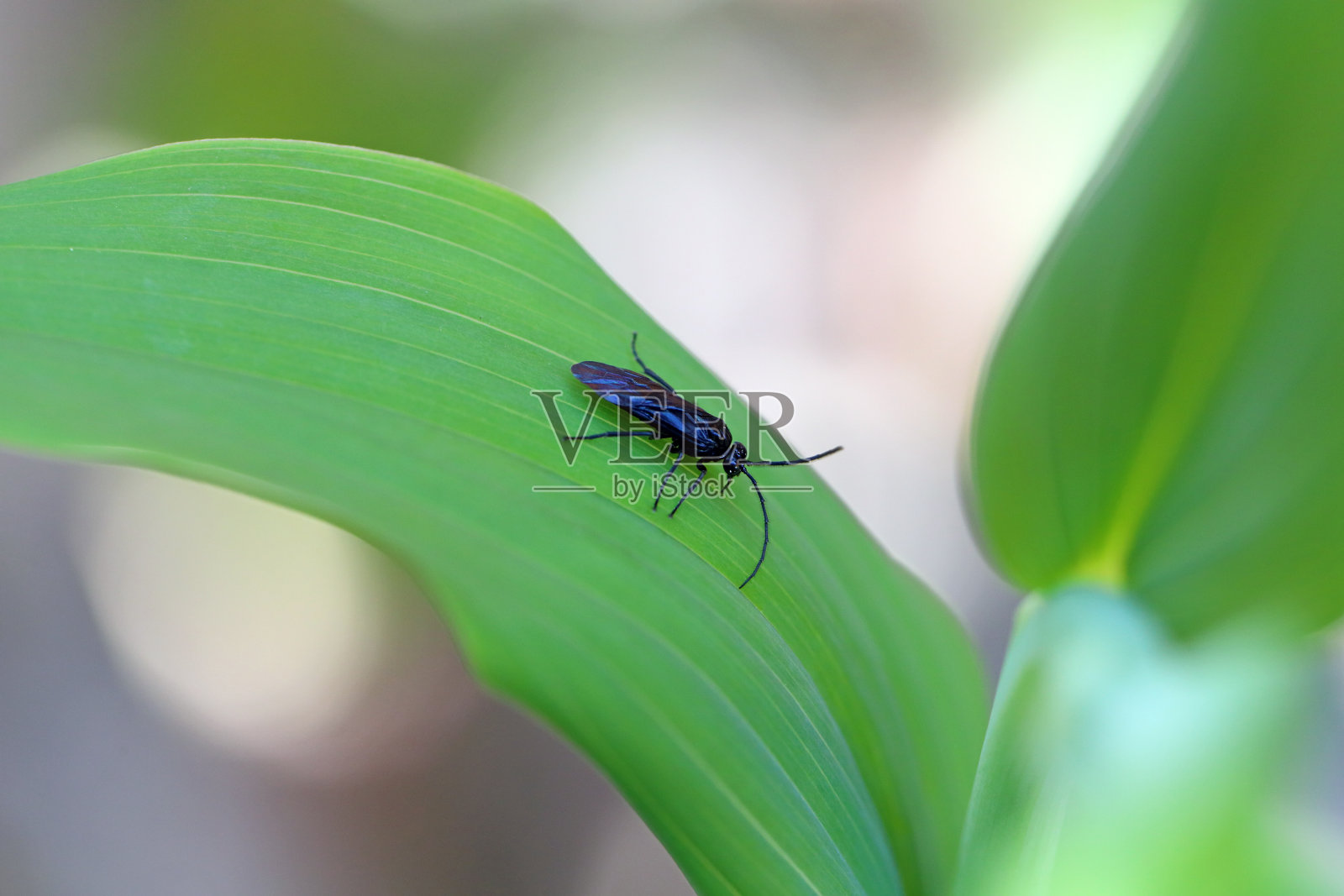 何首乌黄精(Polygonatum multiflorum)的绿叶上的斑叶蝇(Phymatocera aterrima)。照片摄影图片