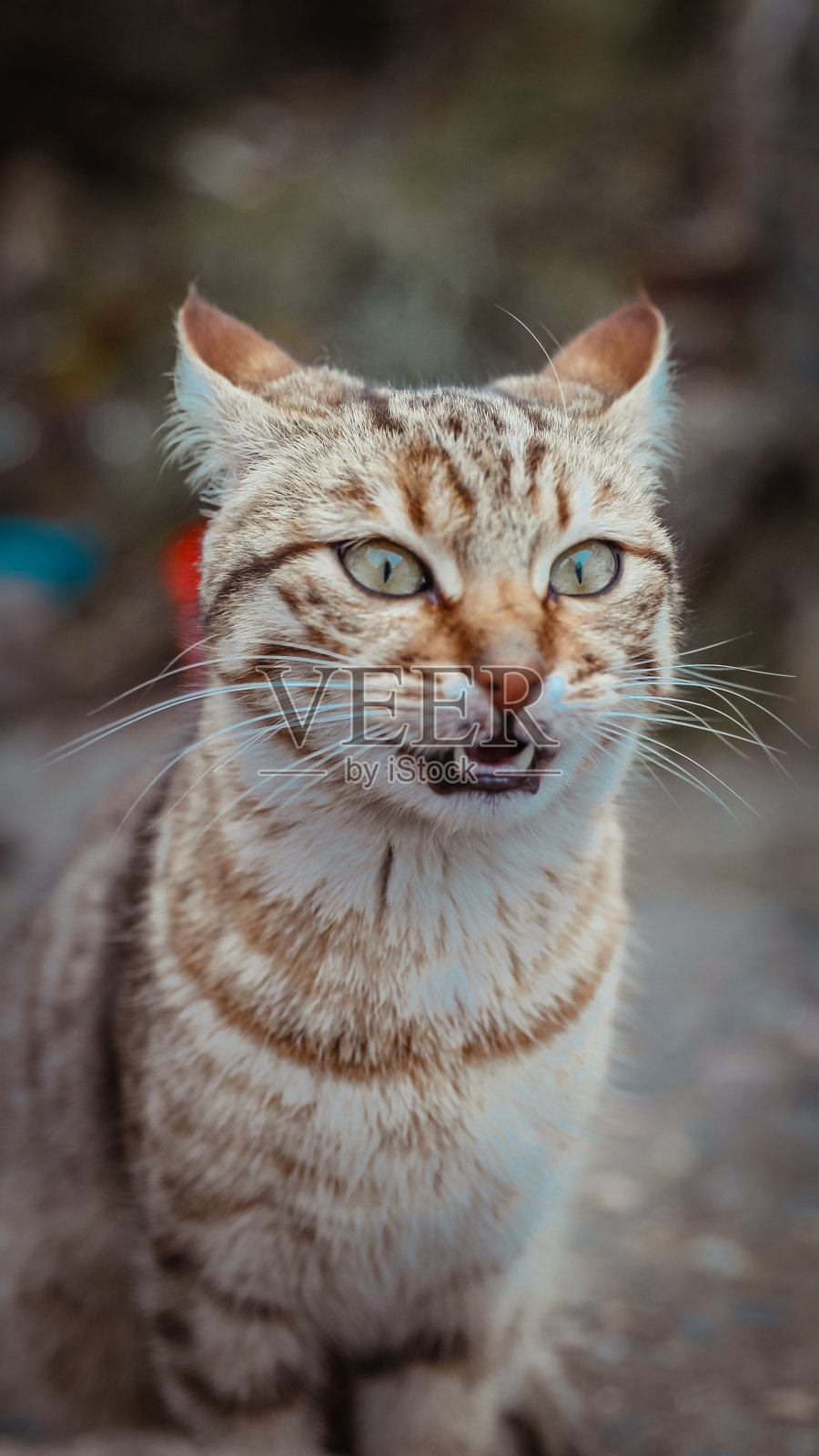 看相机的猫照片摄影图片