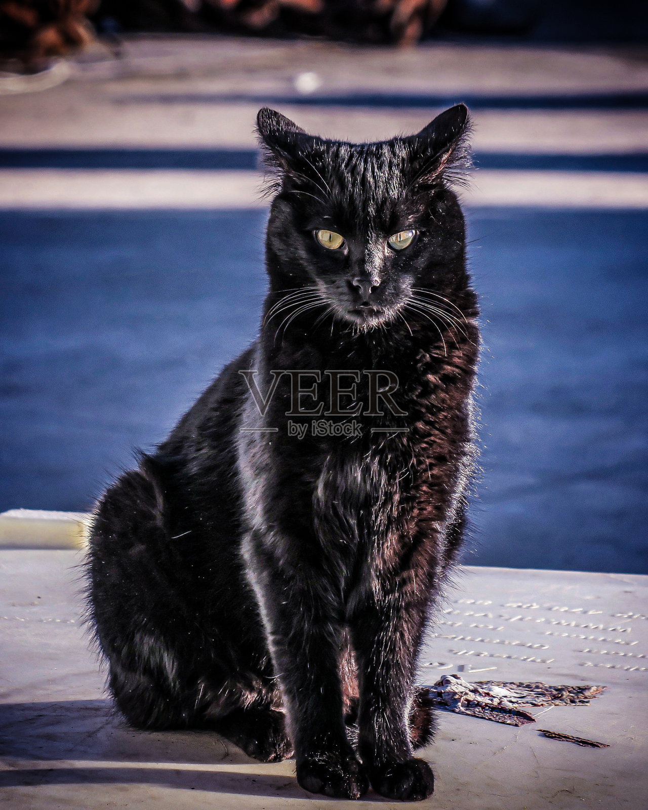 一个高尚的猫照片摄影图片