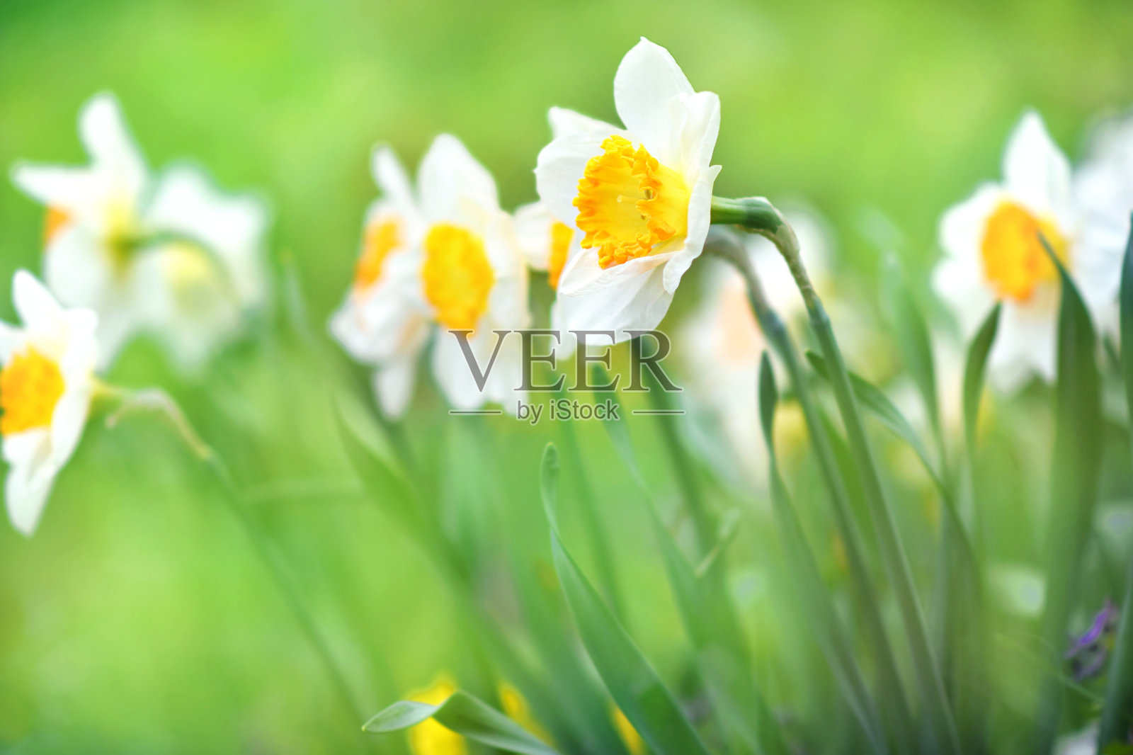 春天盛开的淡黄色和白色的水仙花在花园里，春天盛开的水仙(jonquil)花照片摄影图片