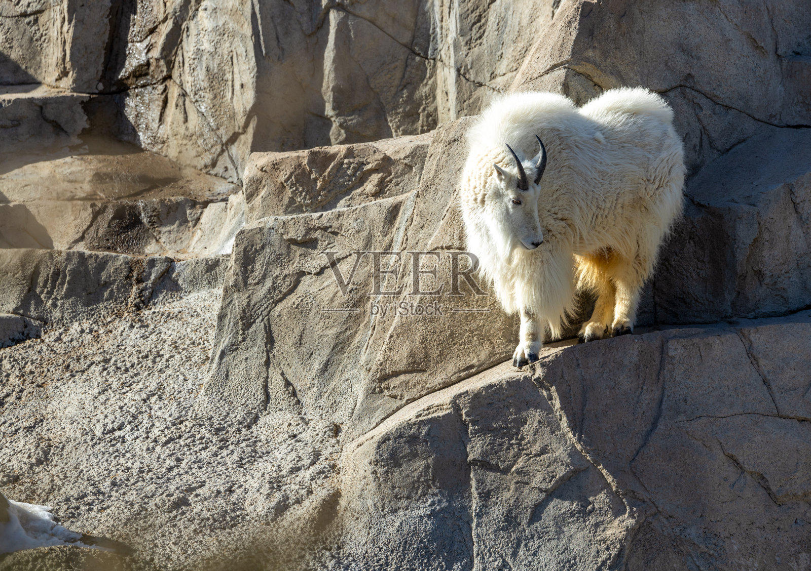 落基山山羊(美洲山羊)照片摄影图片