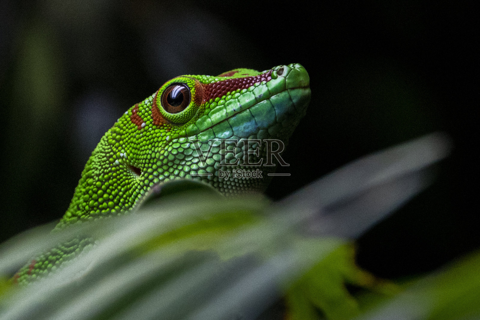 巨大的天壁虎照片摄影图片