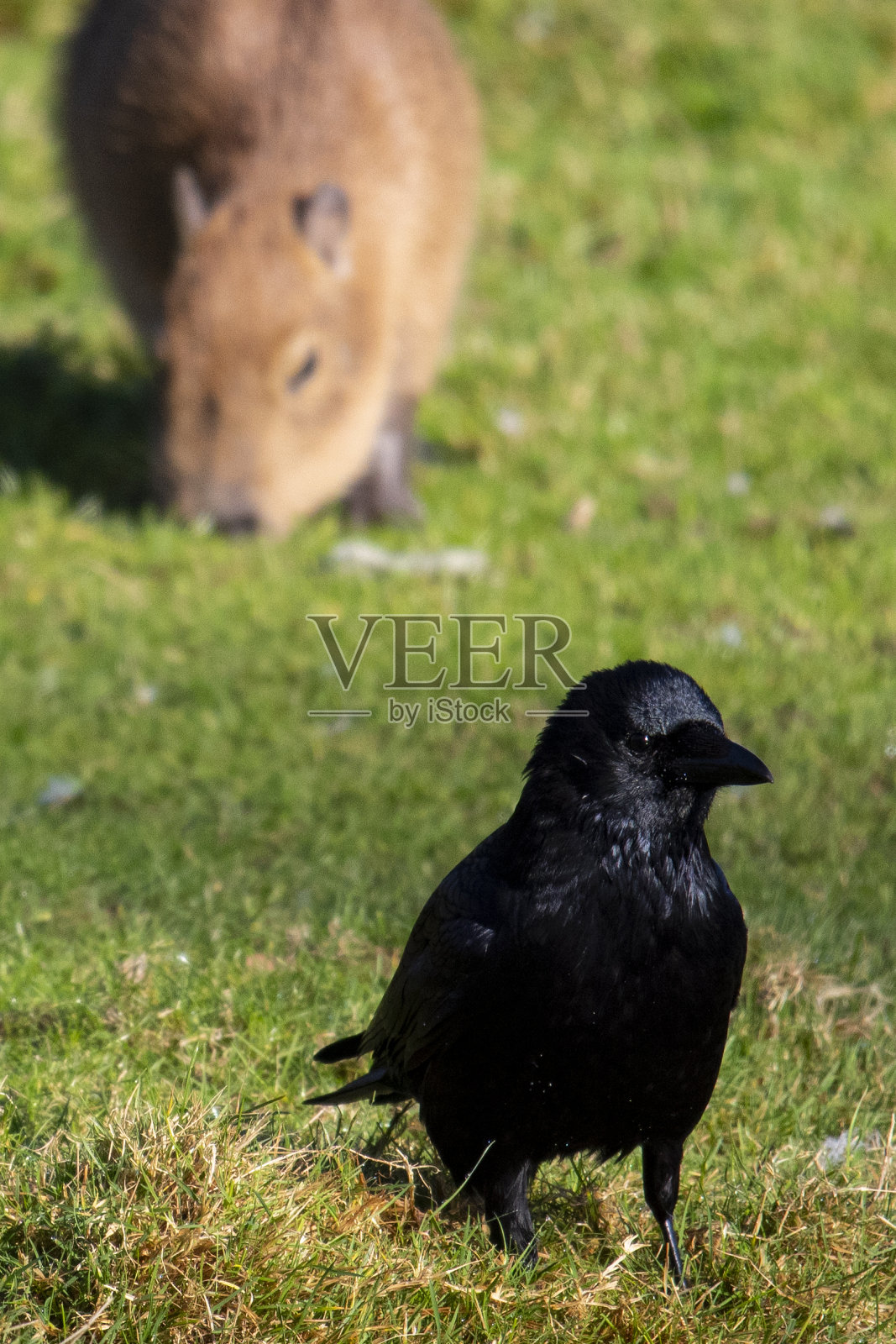普通乌鸦和水豚幼崽照片摄影图片