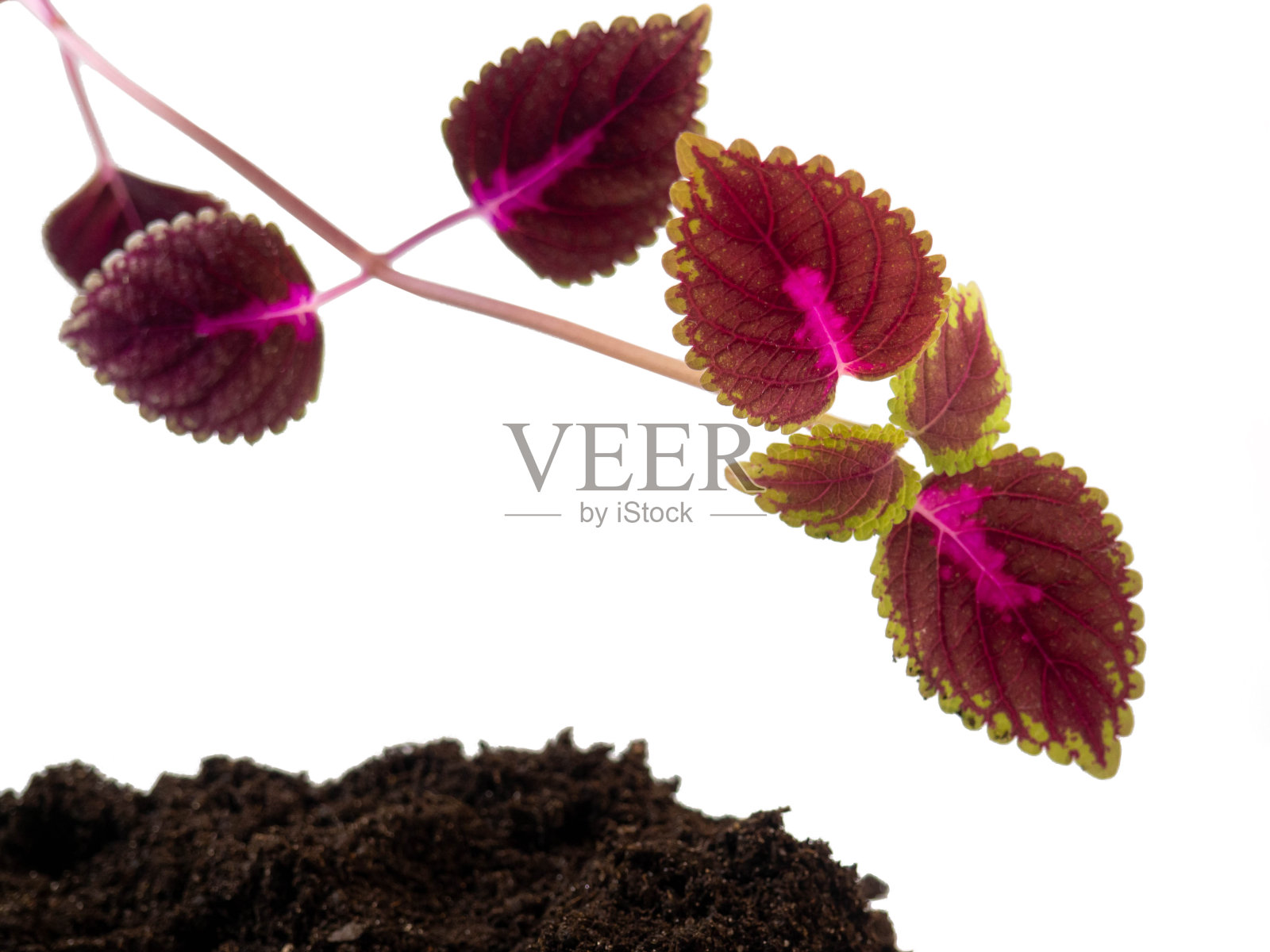 锦紫苏叶子。红色的荨麻。照片摄影图片