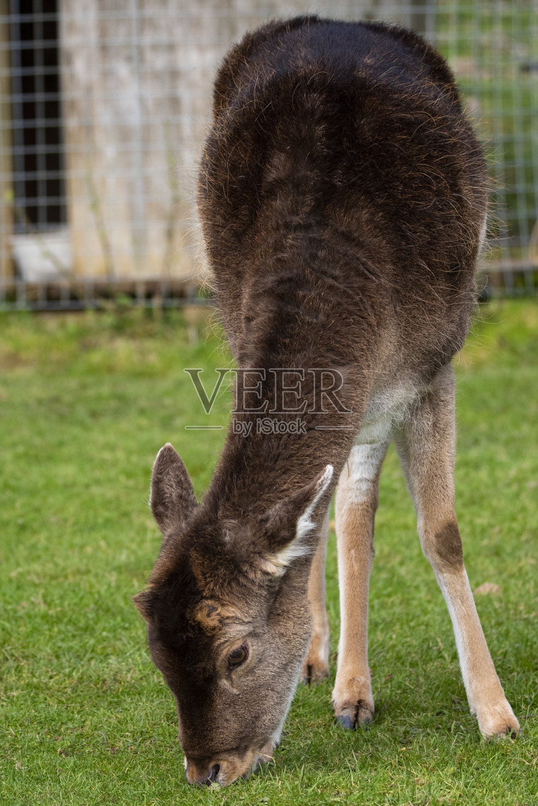 小鹿照片摄影图片