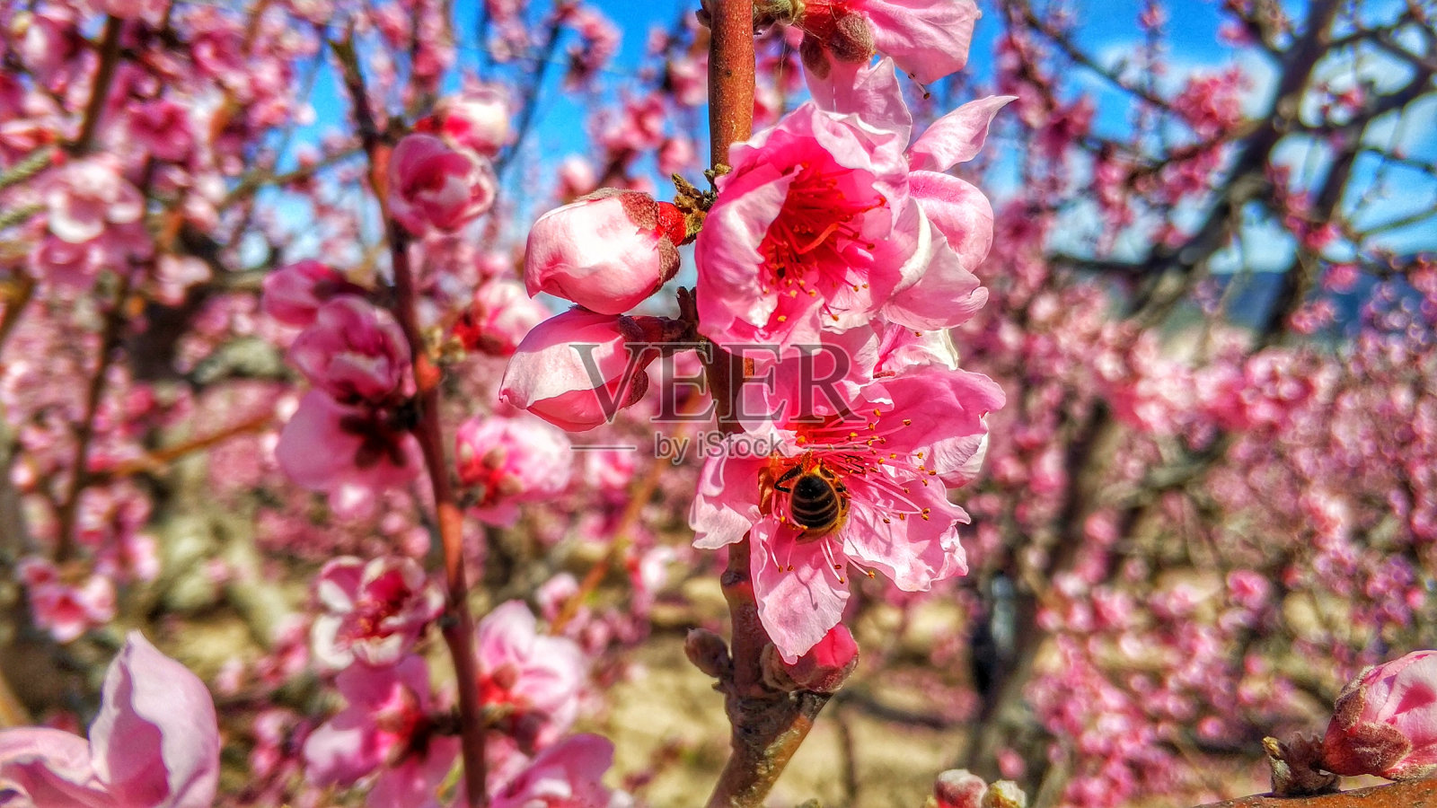 西扎穆尔西亚的花期是不可错过的年度表演照片摄影图片