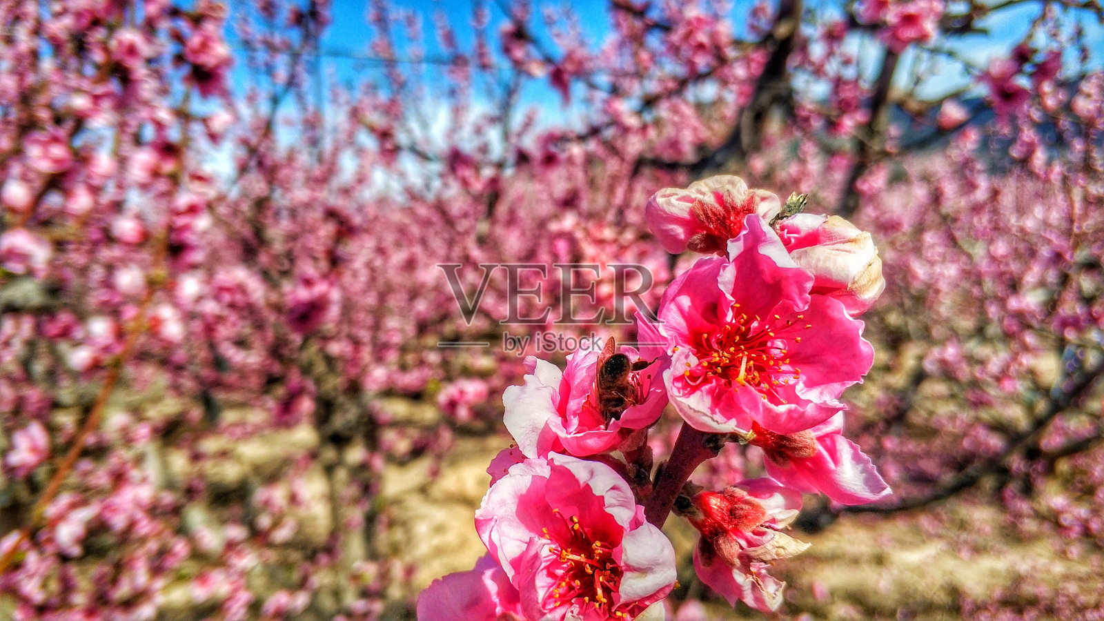 西扎穆尔西亚的花期是不可错过的年度表演照片摄影图片