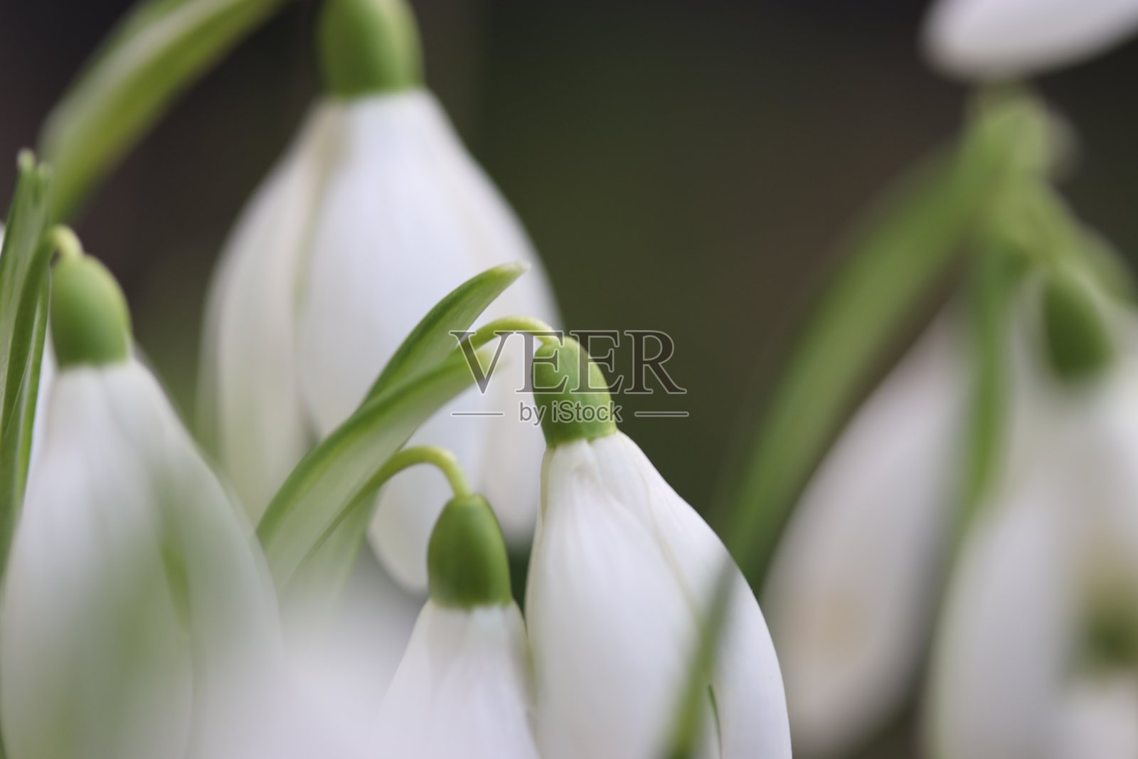 这是两朵白色的花蕾和绿色的细茎的特写照片摄影图片